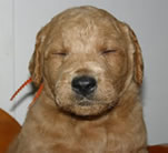 Labradoodle Puppy