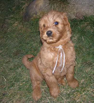 Ginger Labradoodle pup