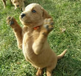 Labradoodle Puppy