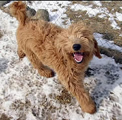 Labradoodle