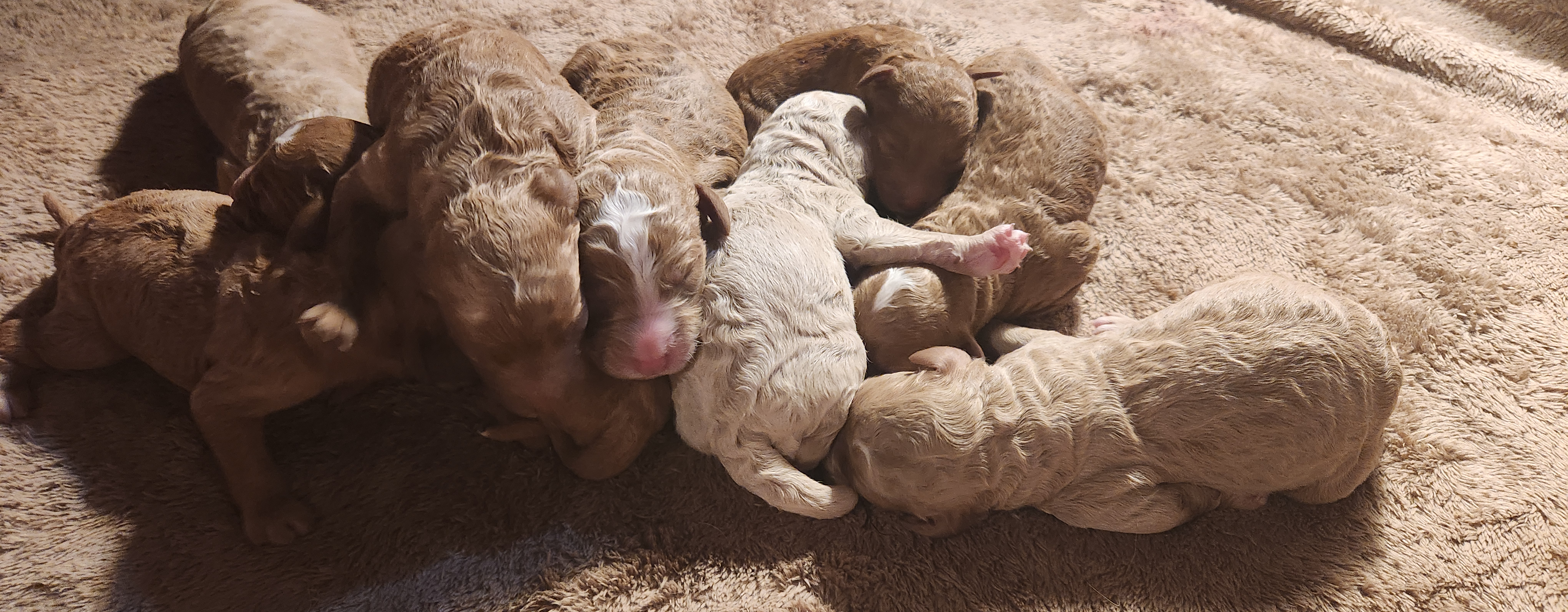 labradoodle