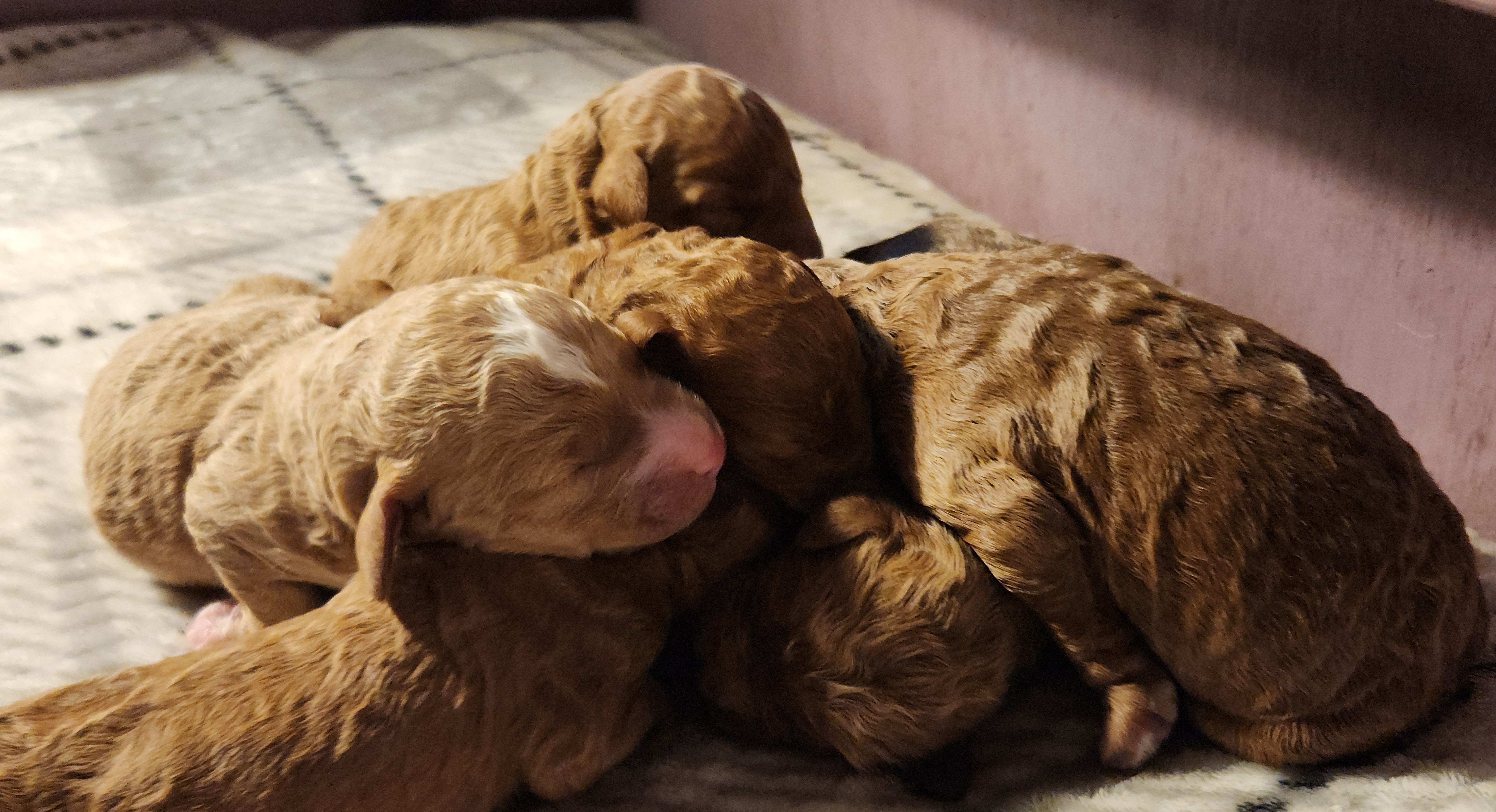 labradoodle