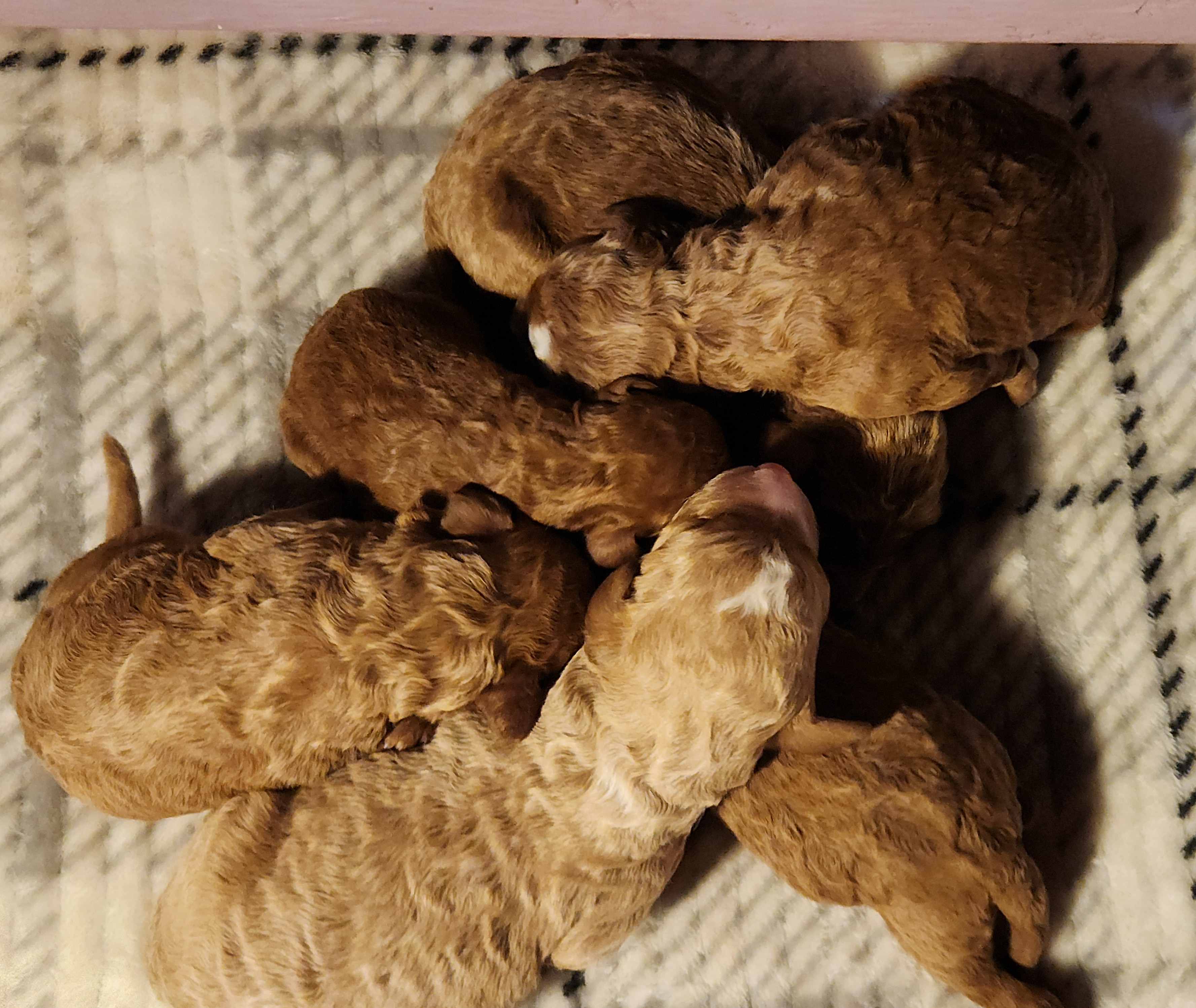 labradoodle