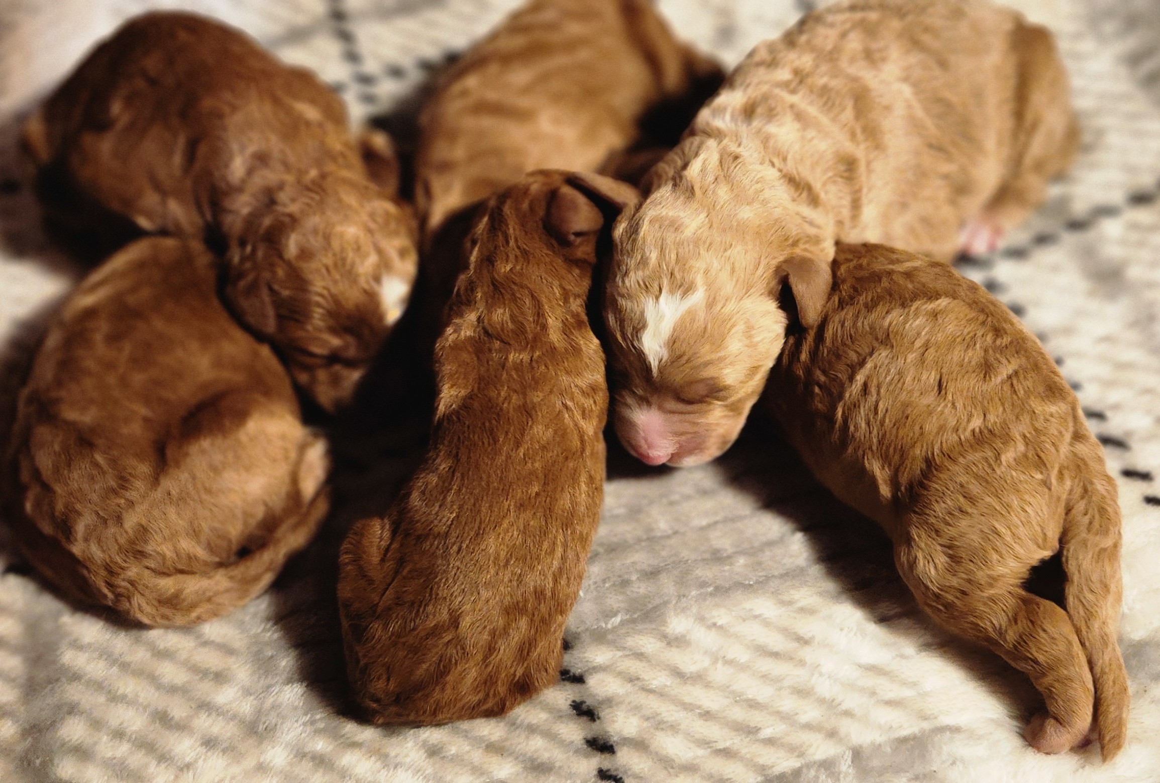 labradoodle