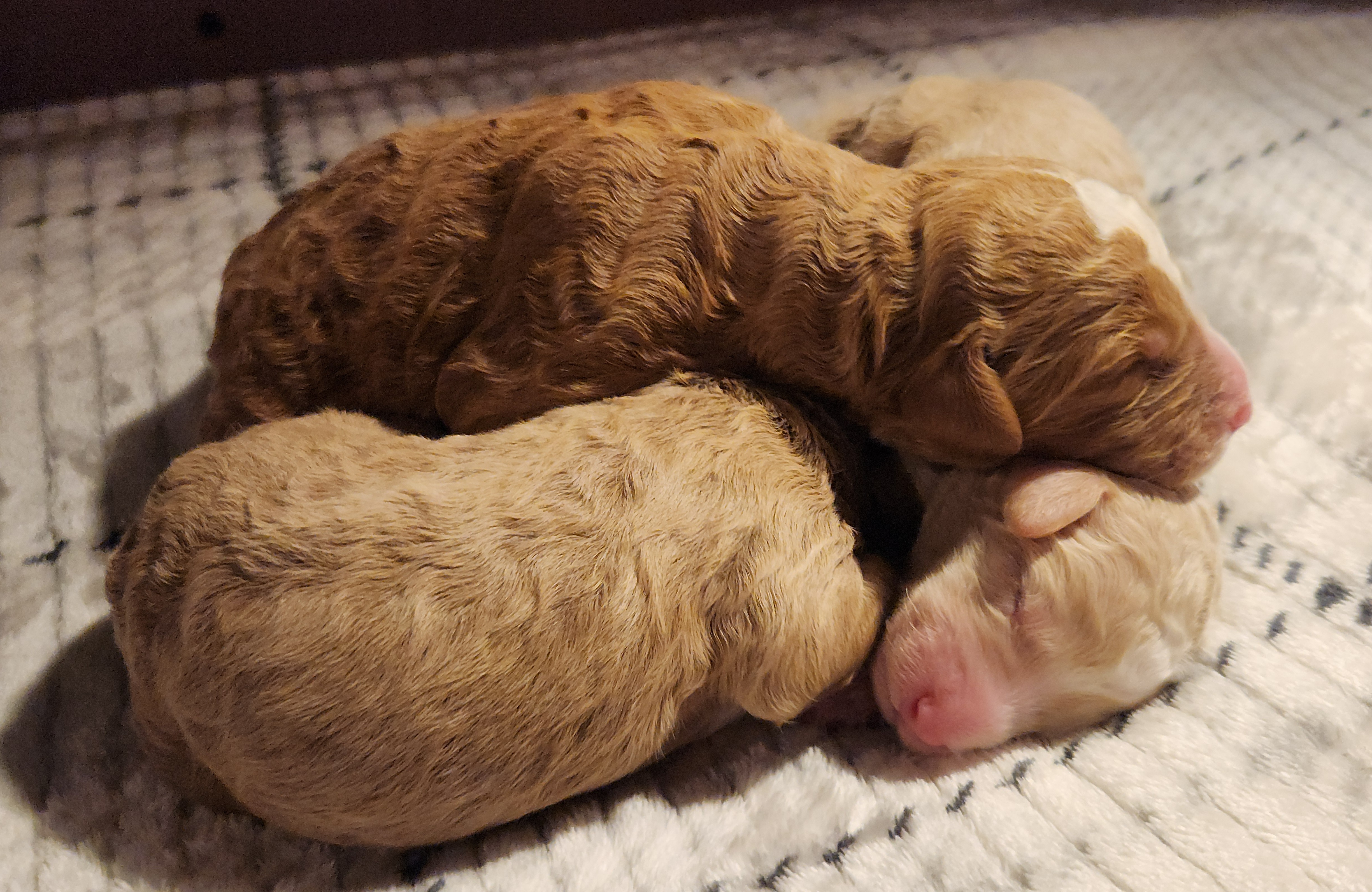 labradoodle