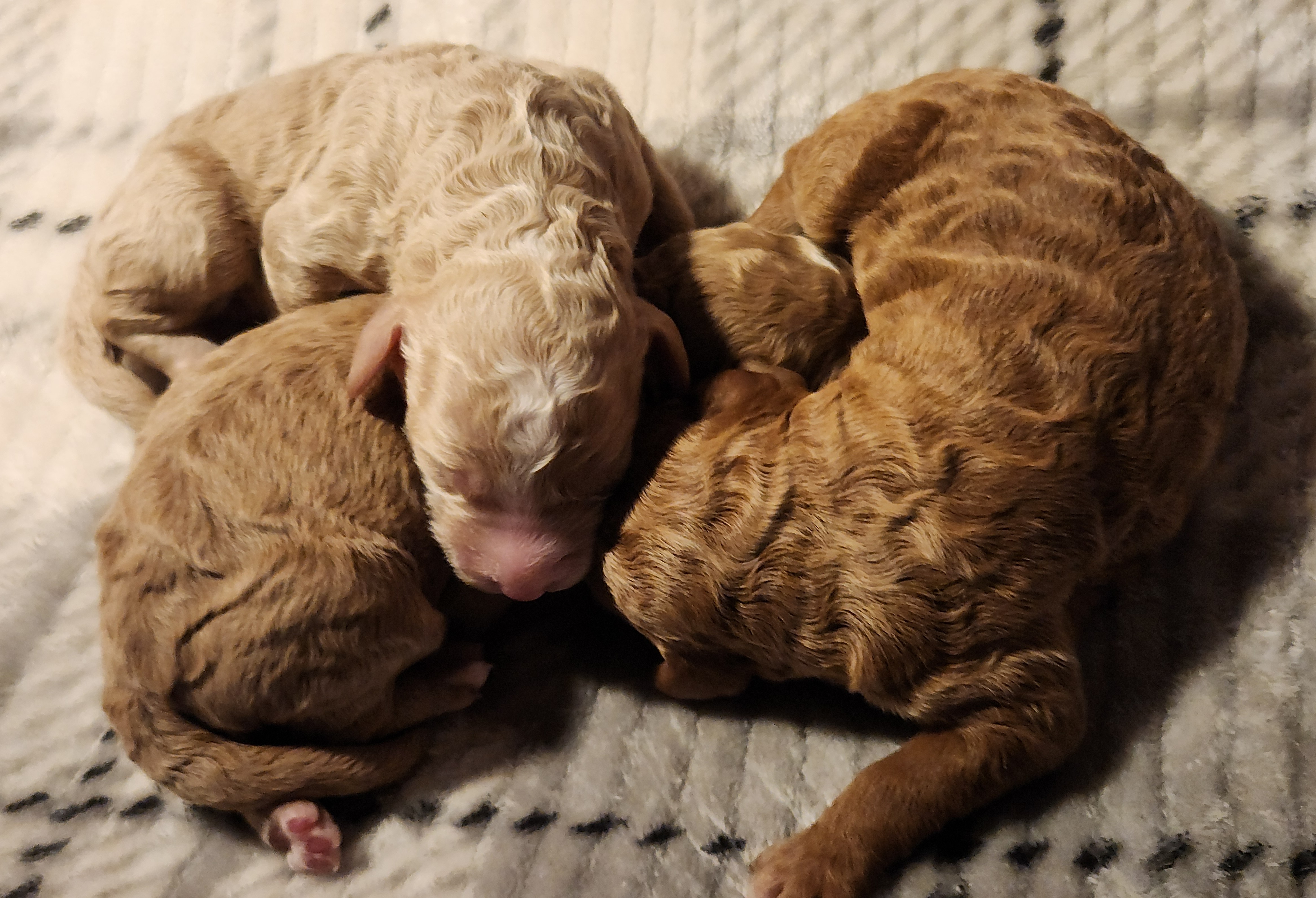 labradoodle