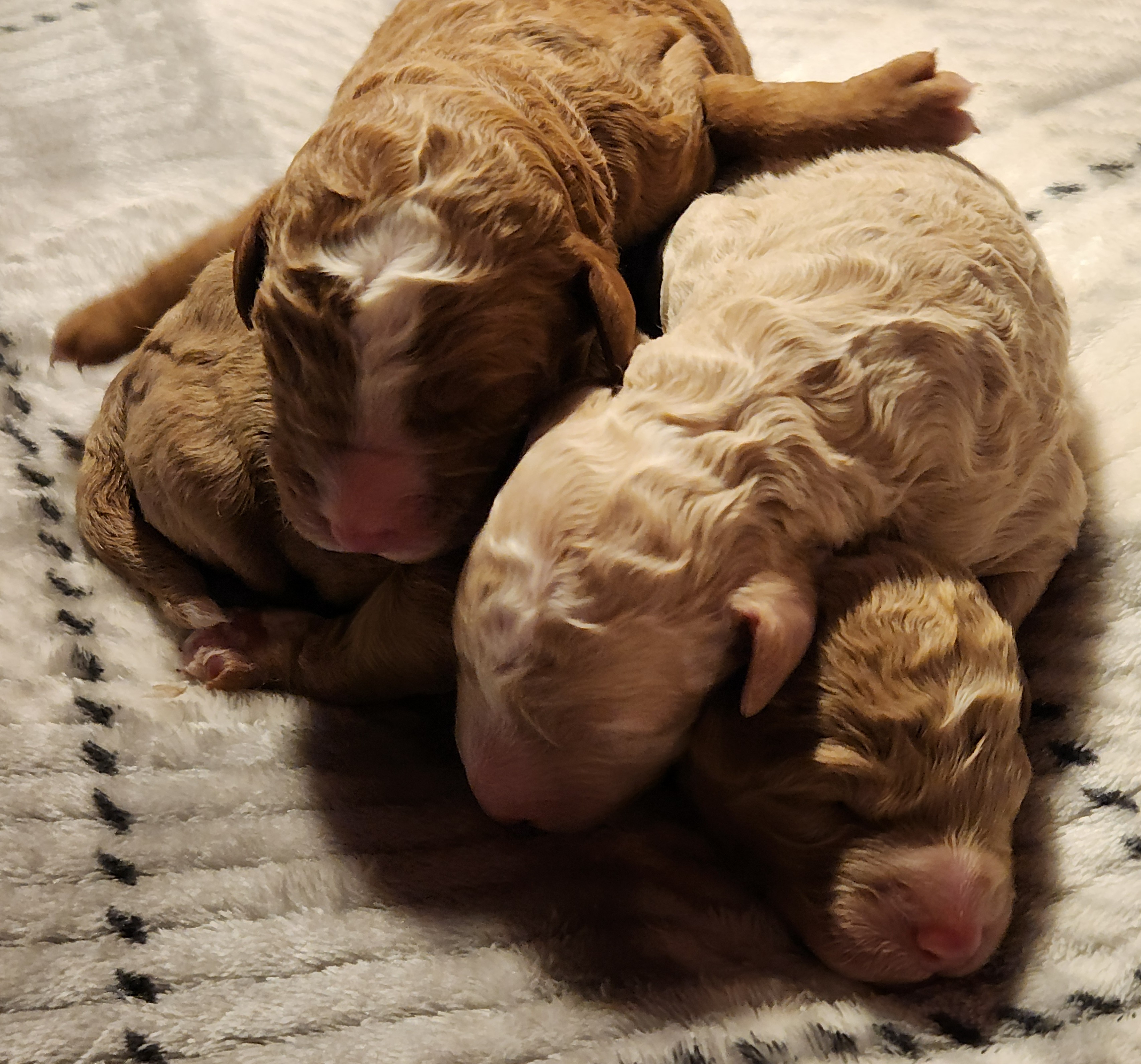labradoodle