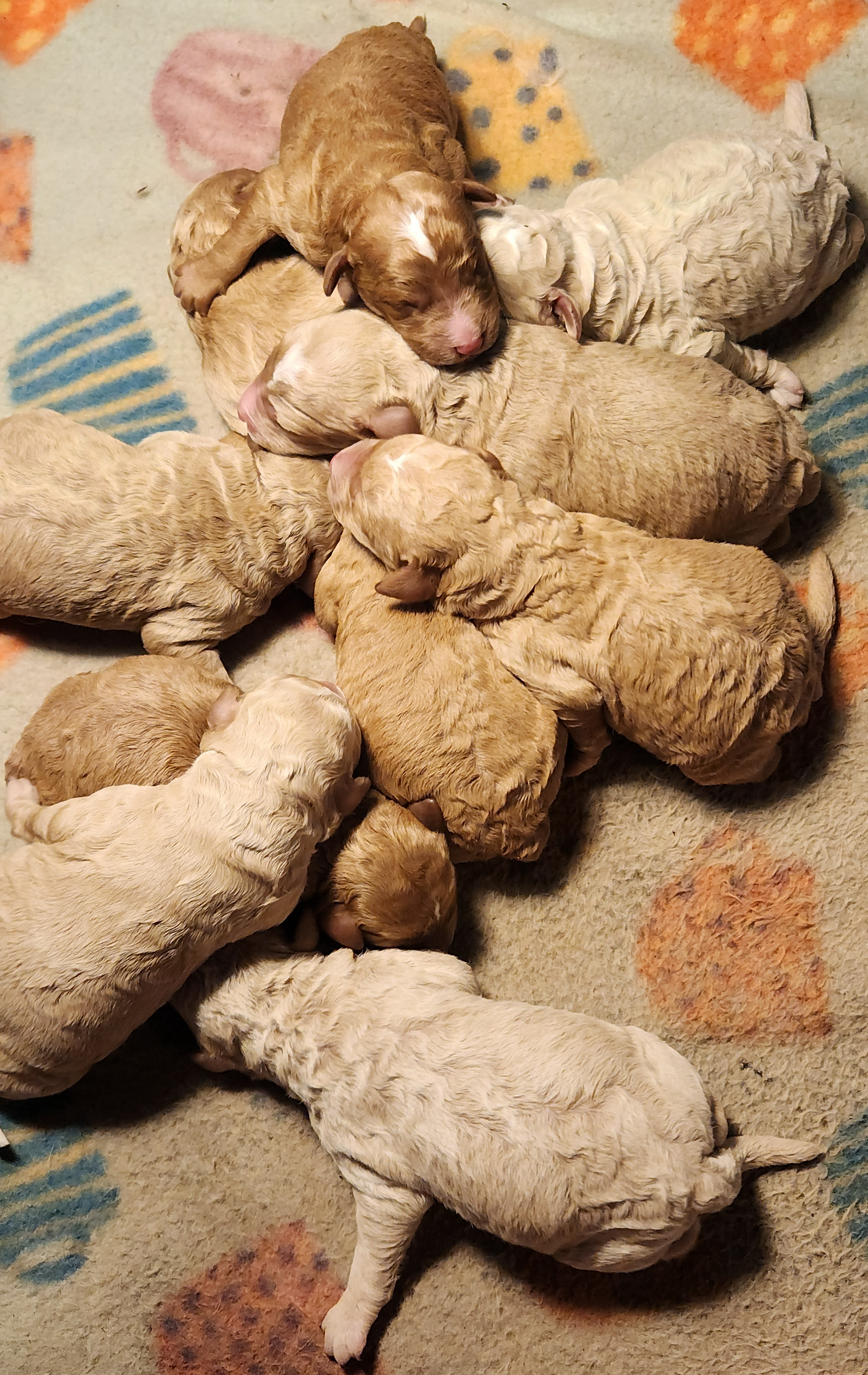 labradoodle