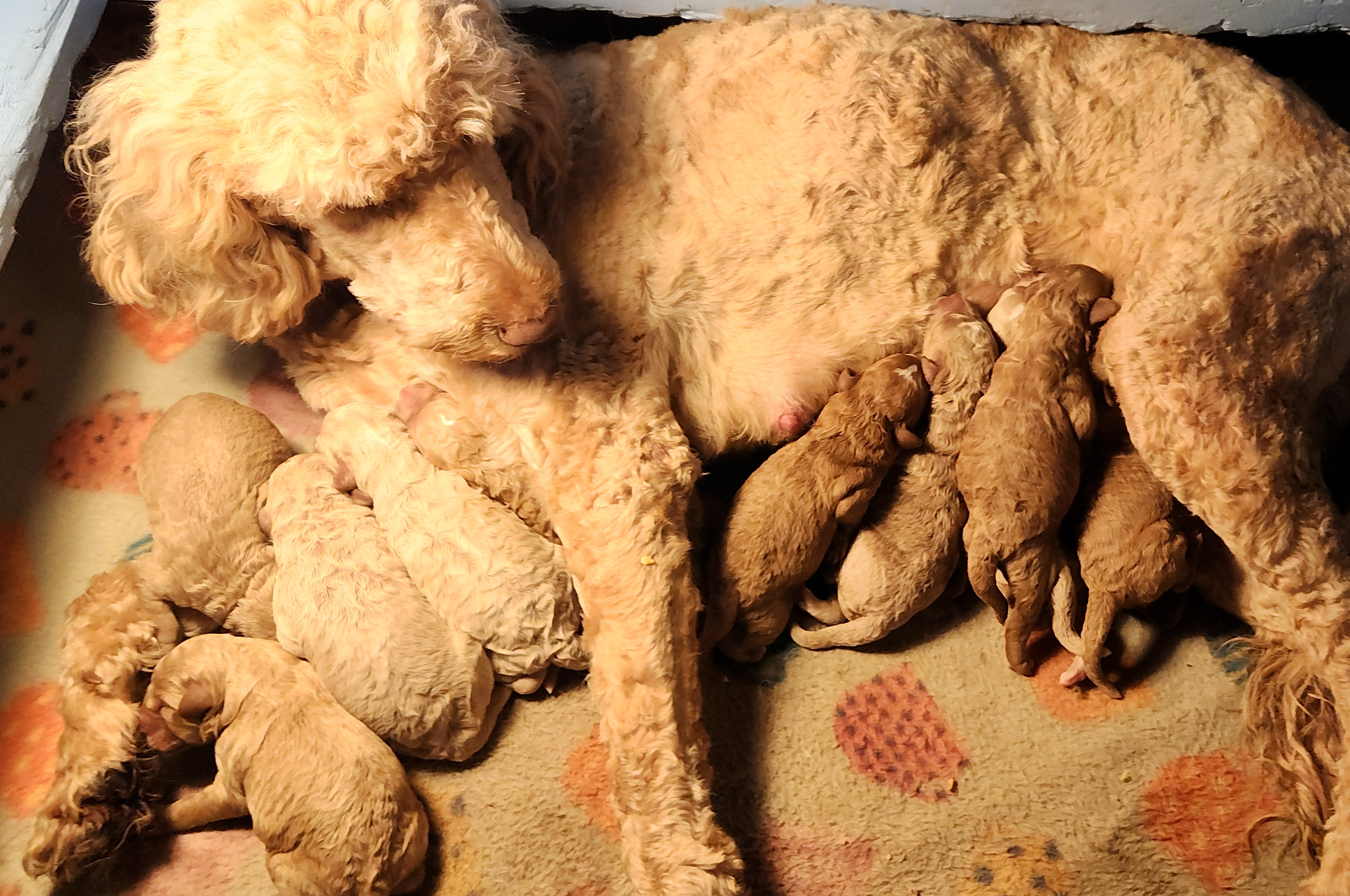 labradoodle
