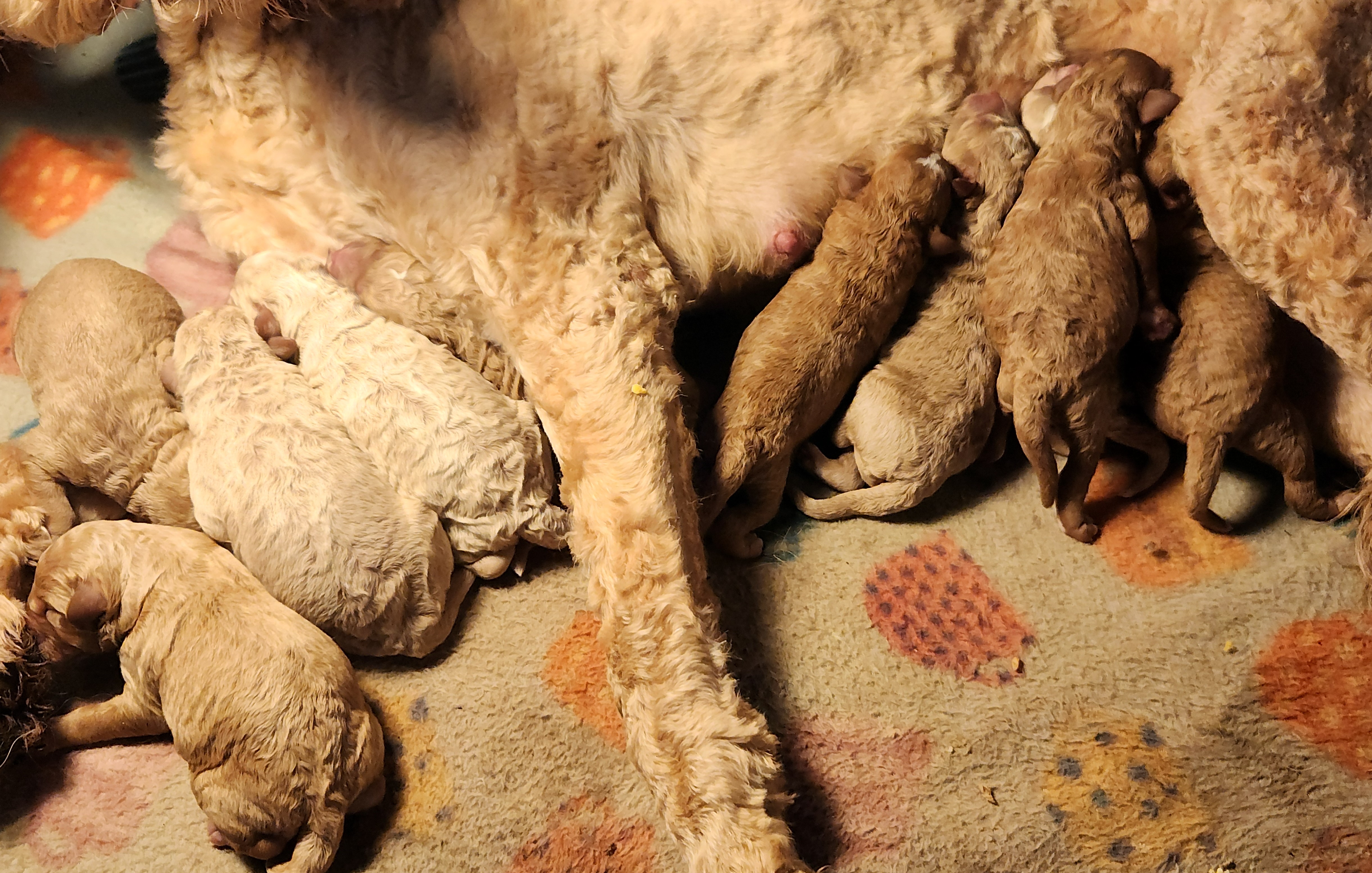 labradoodle