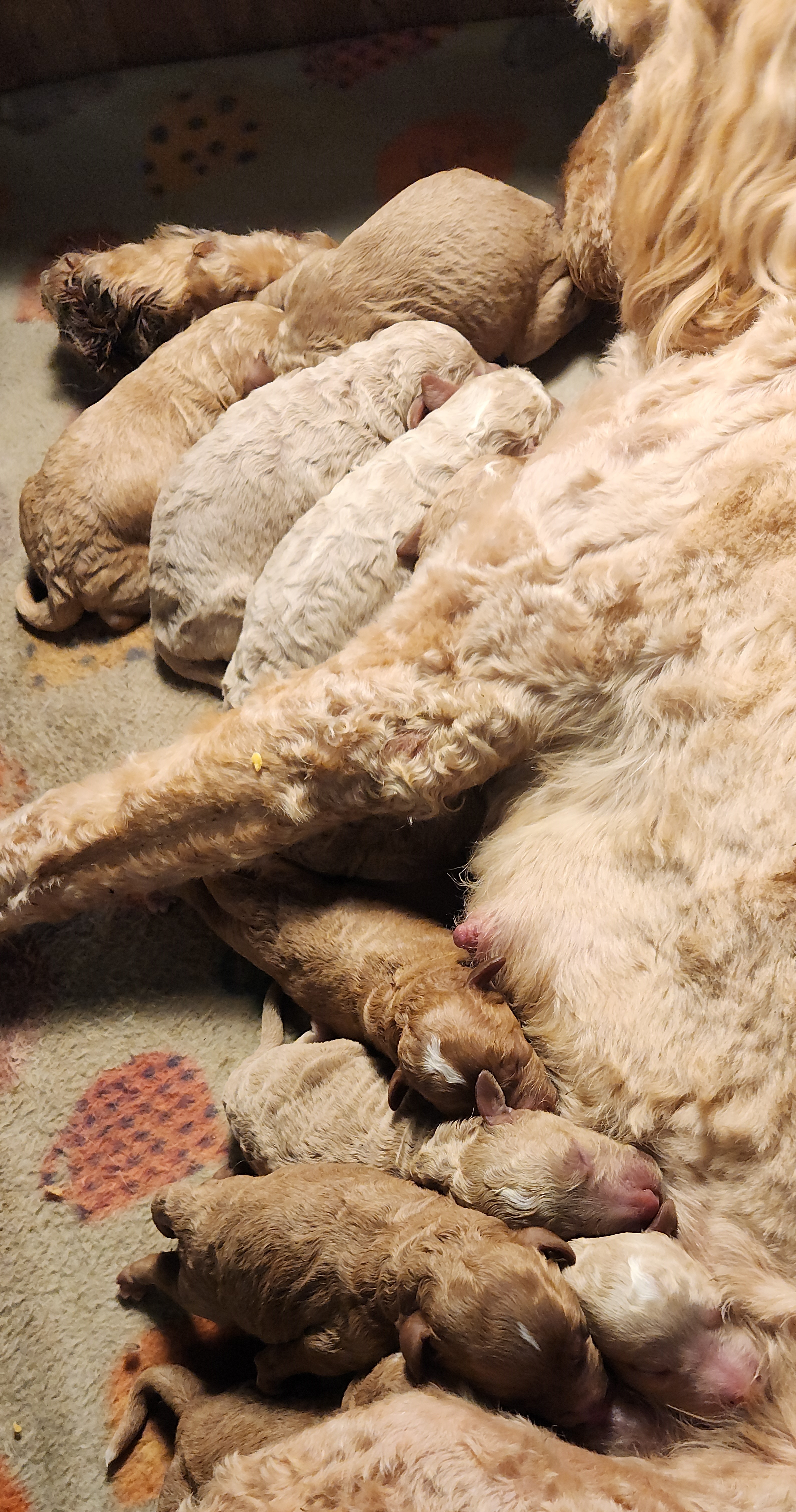 labradoodle