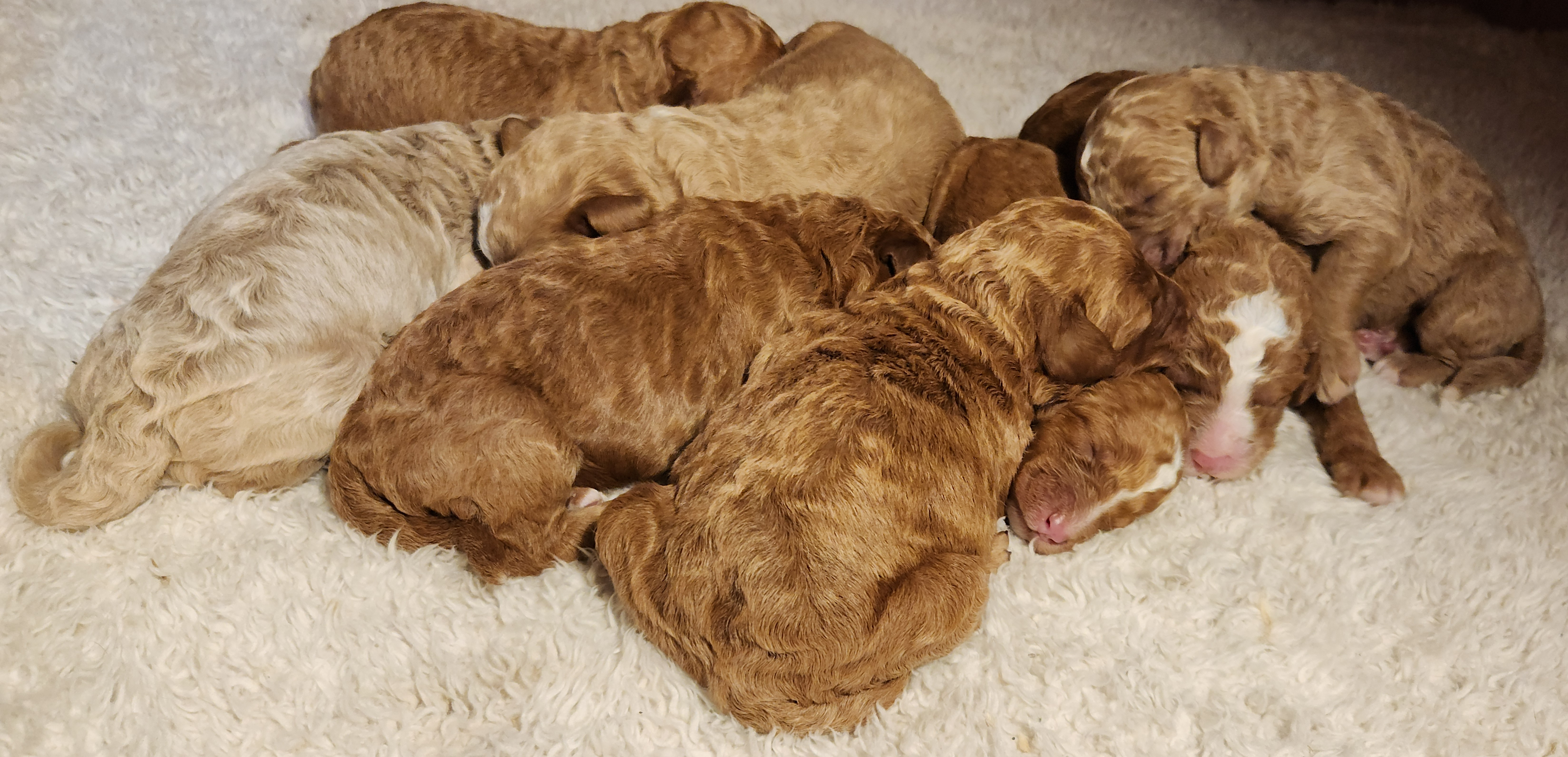 labradoodle
