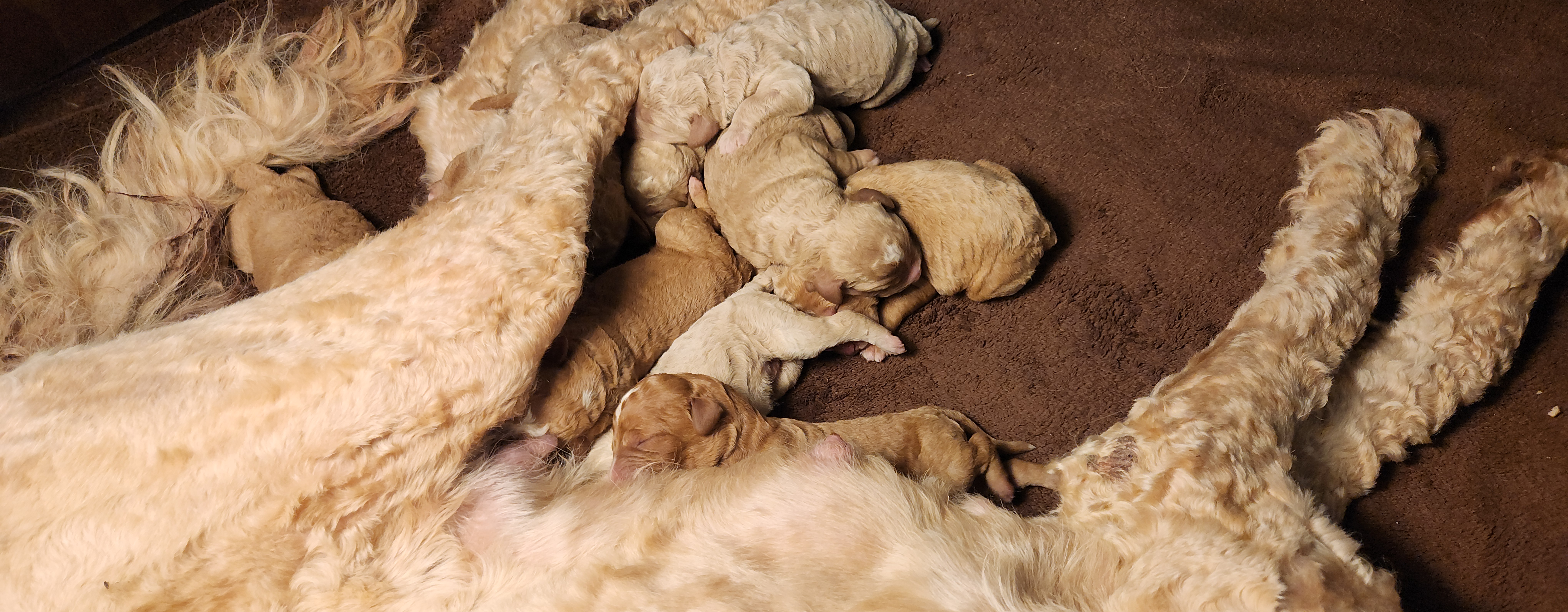 labradoodle
