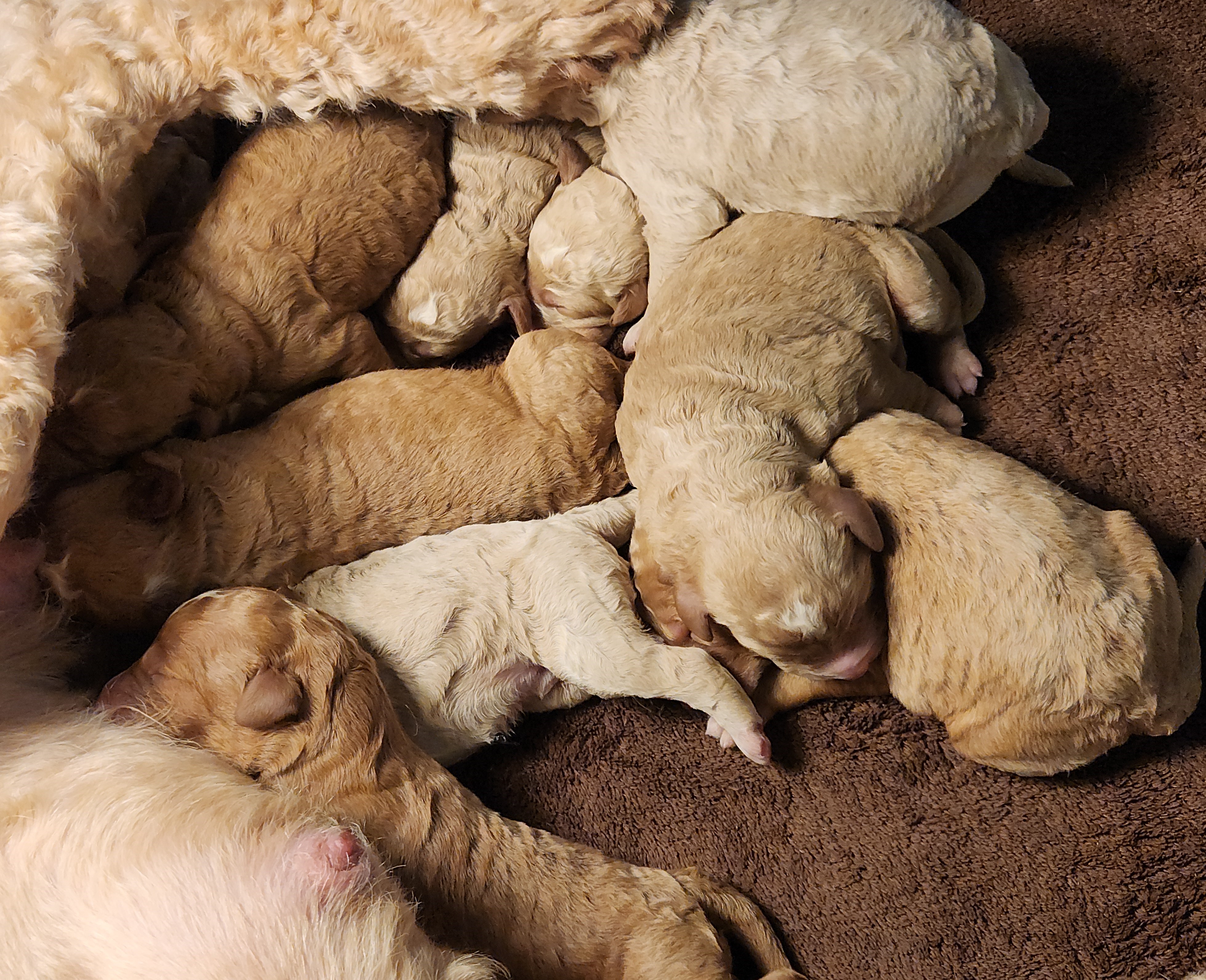labradoodle