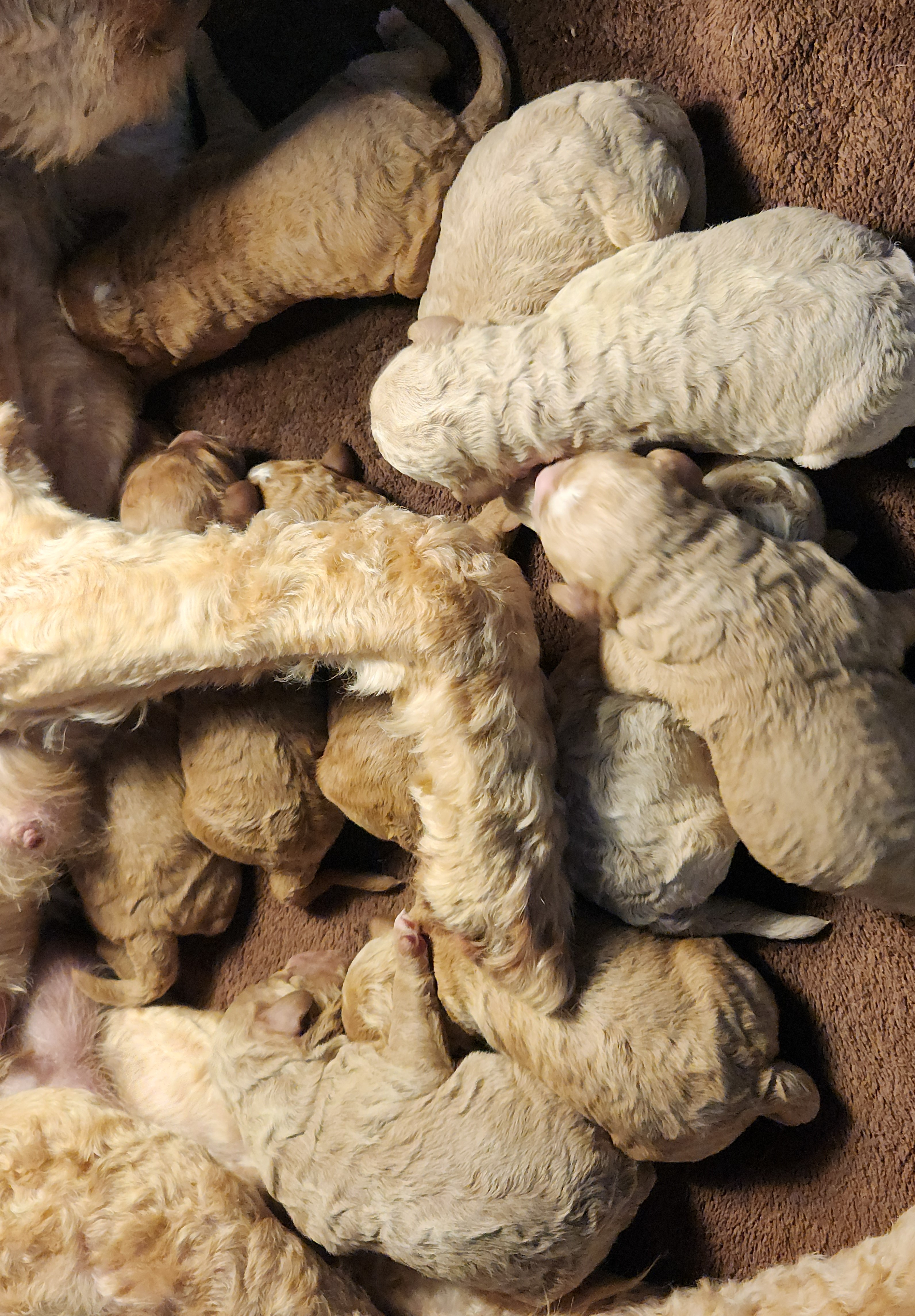 labradoodle