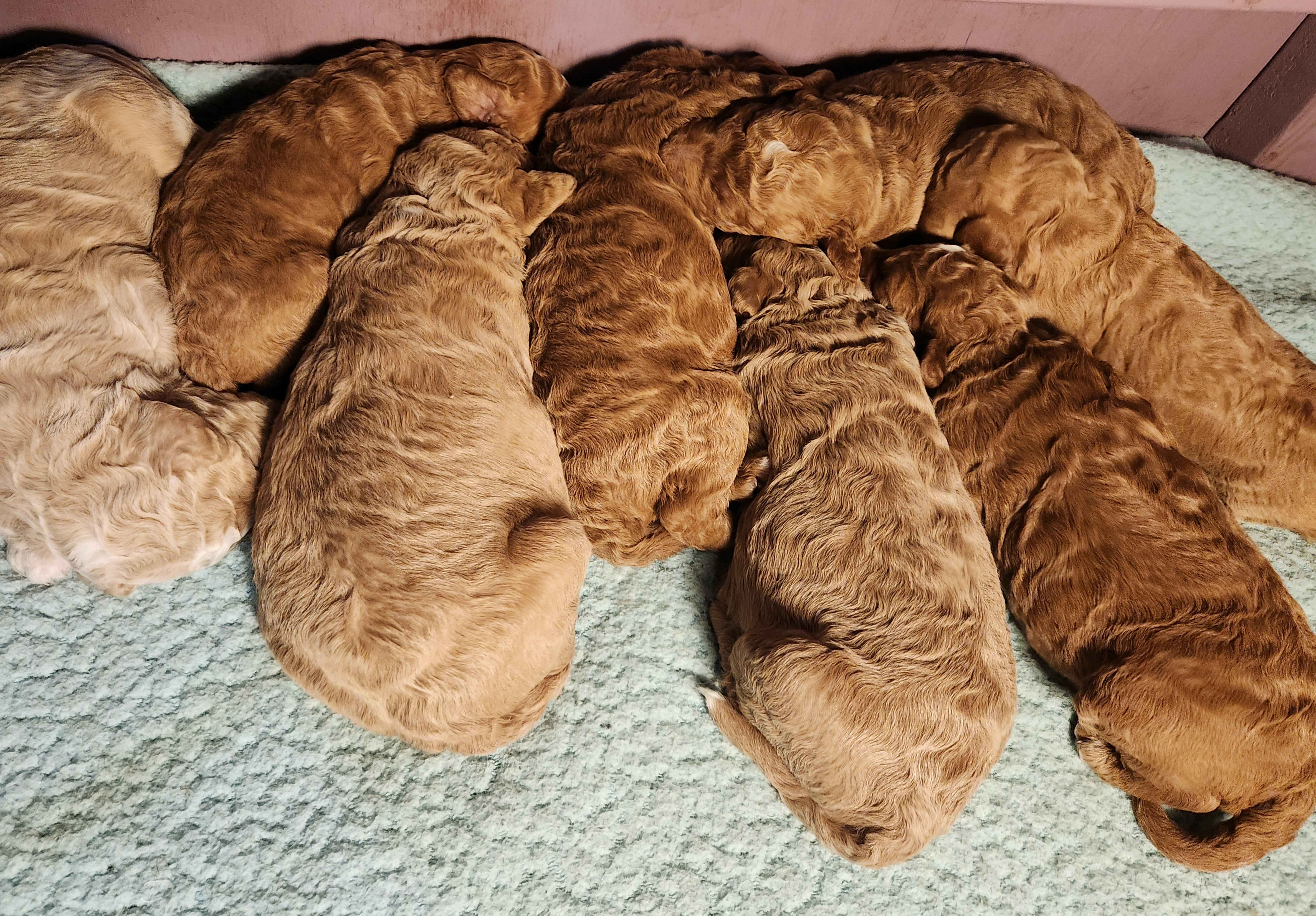 labradoodle