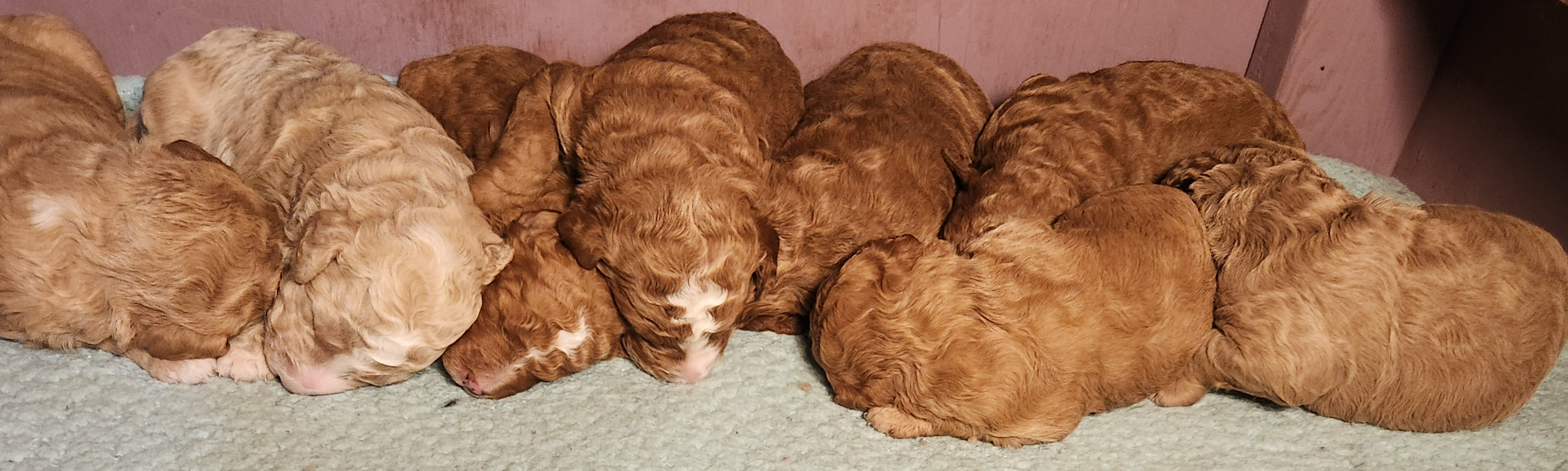 labradoodle