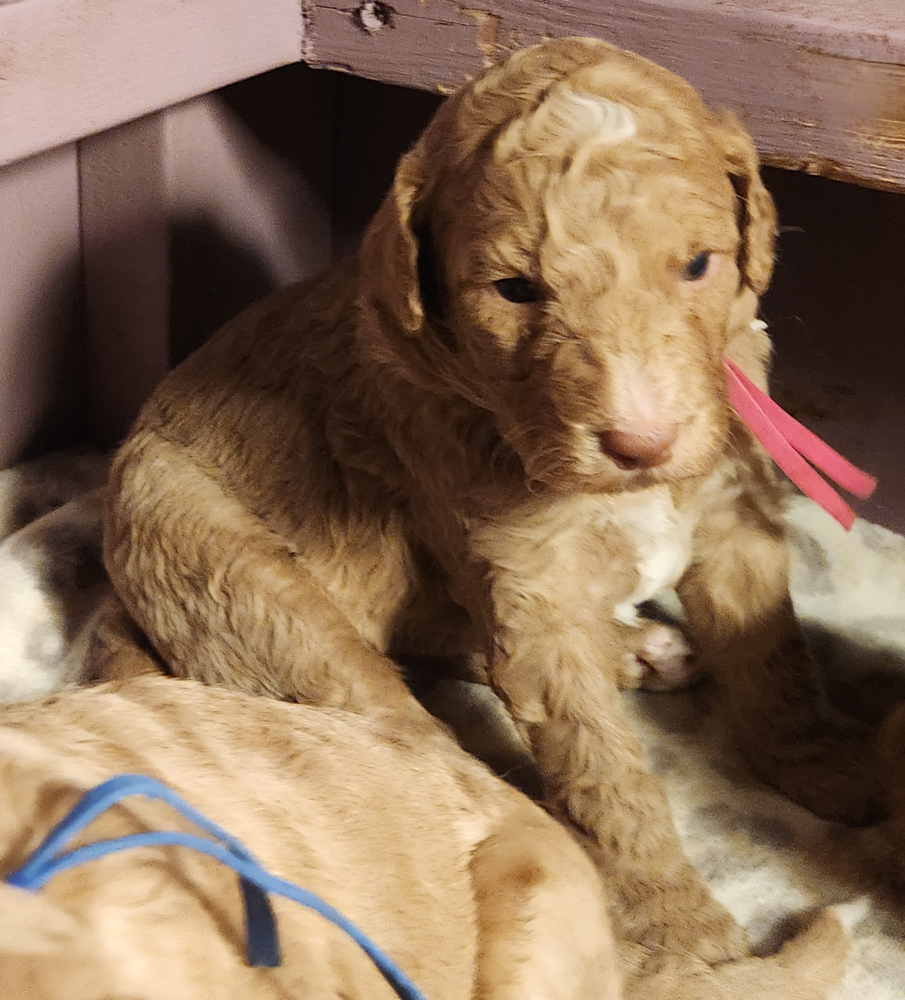 labradoodle
