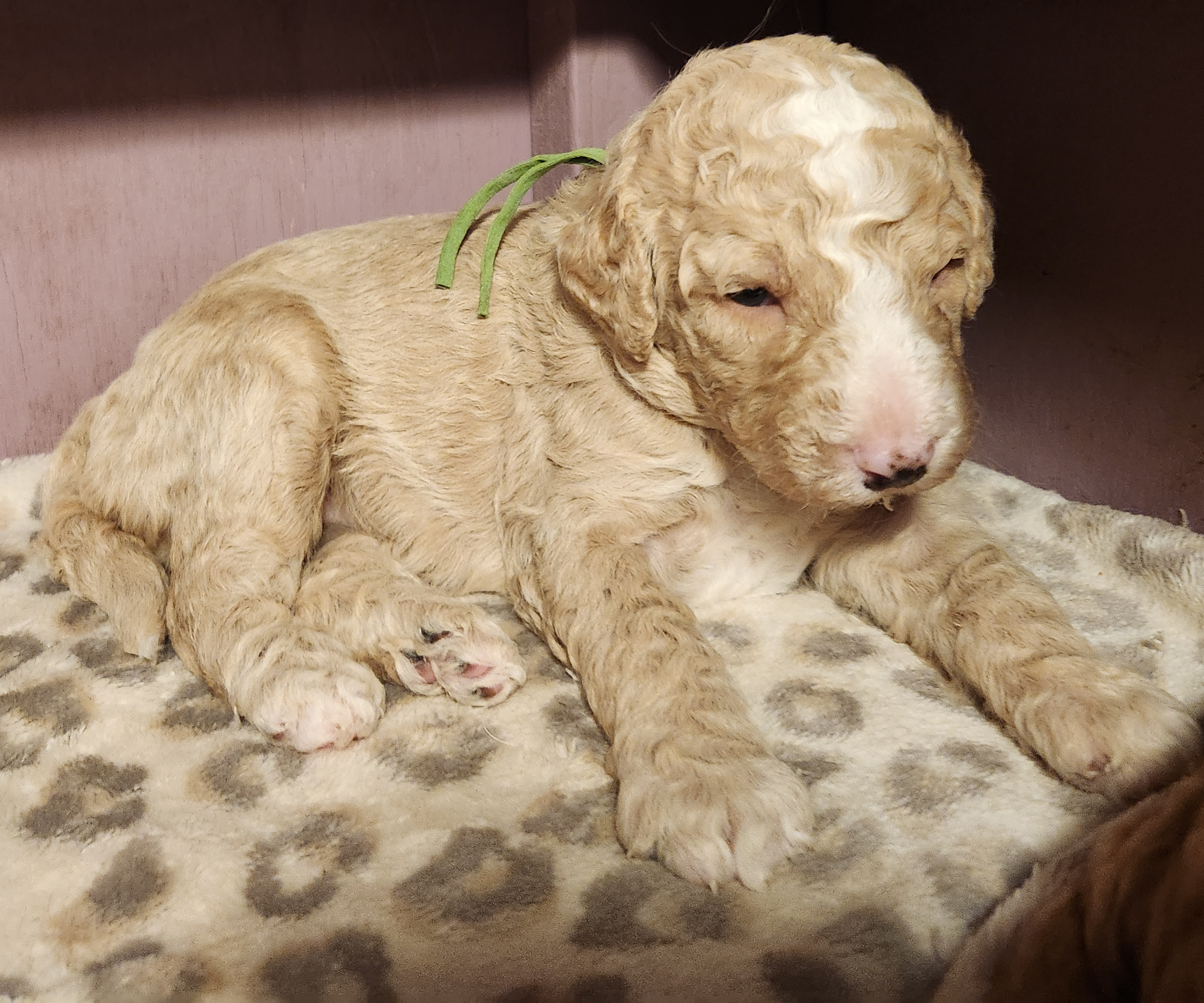 labradoodle