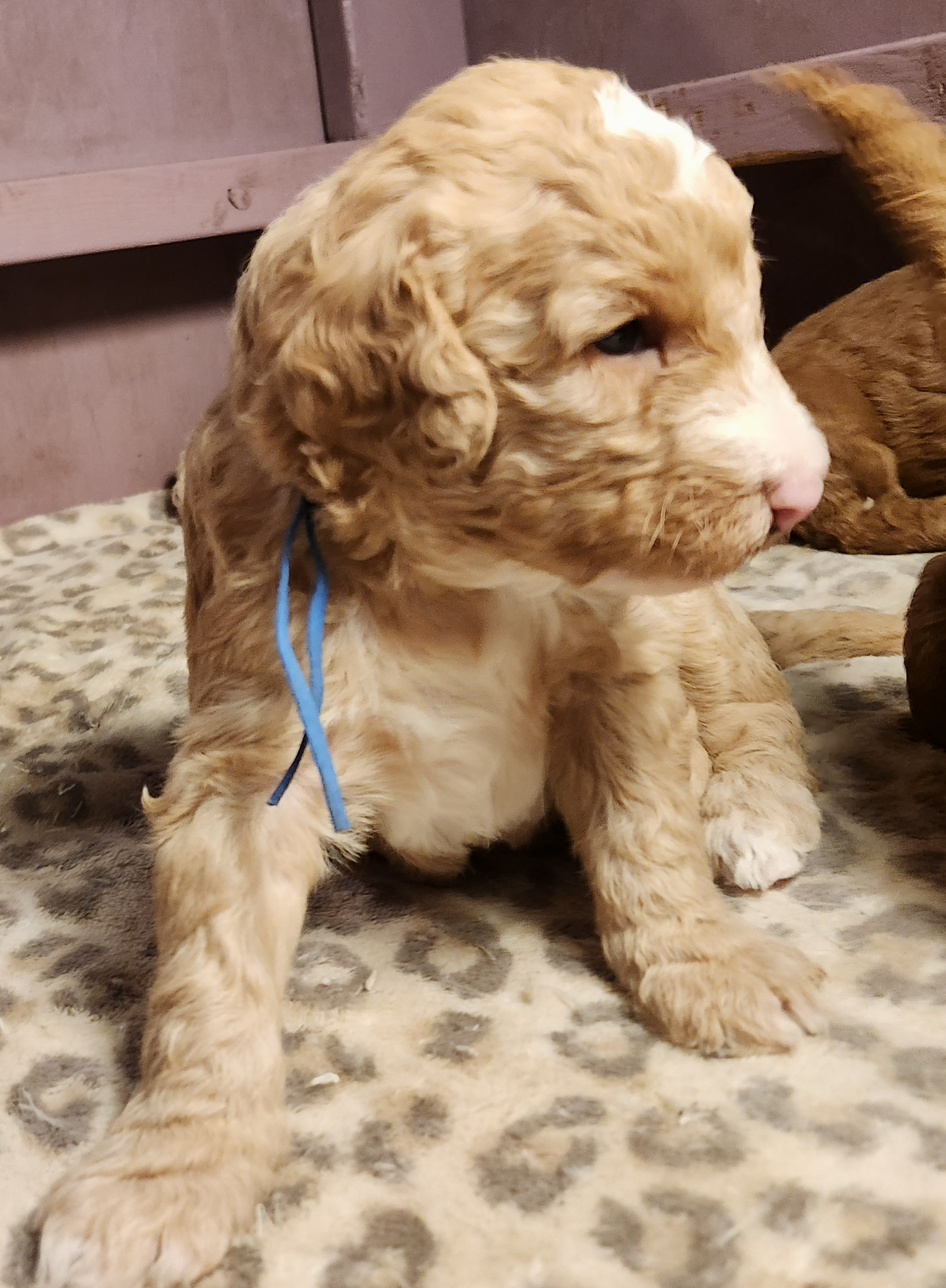 labradoodle
