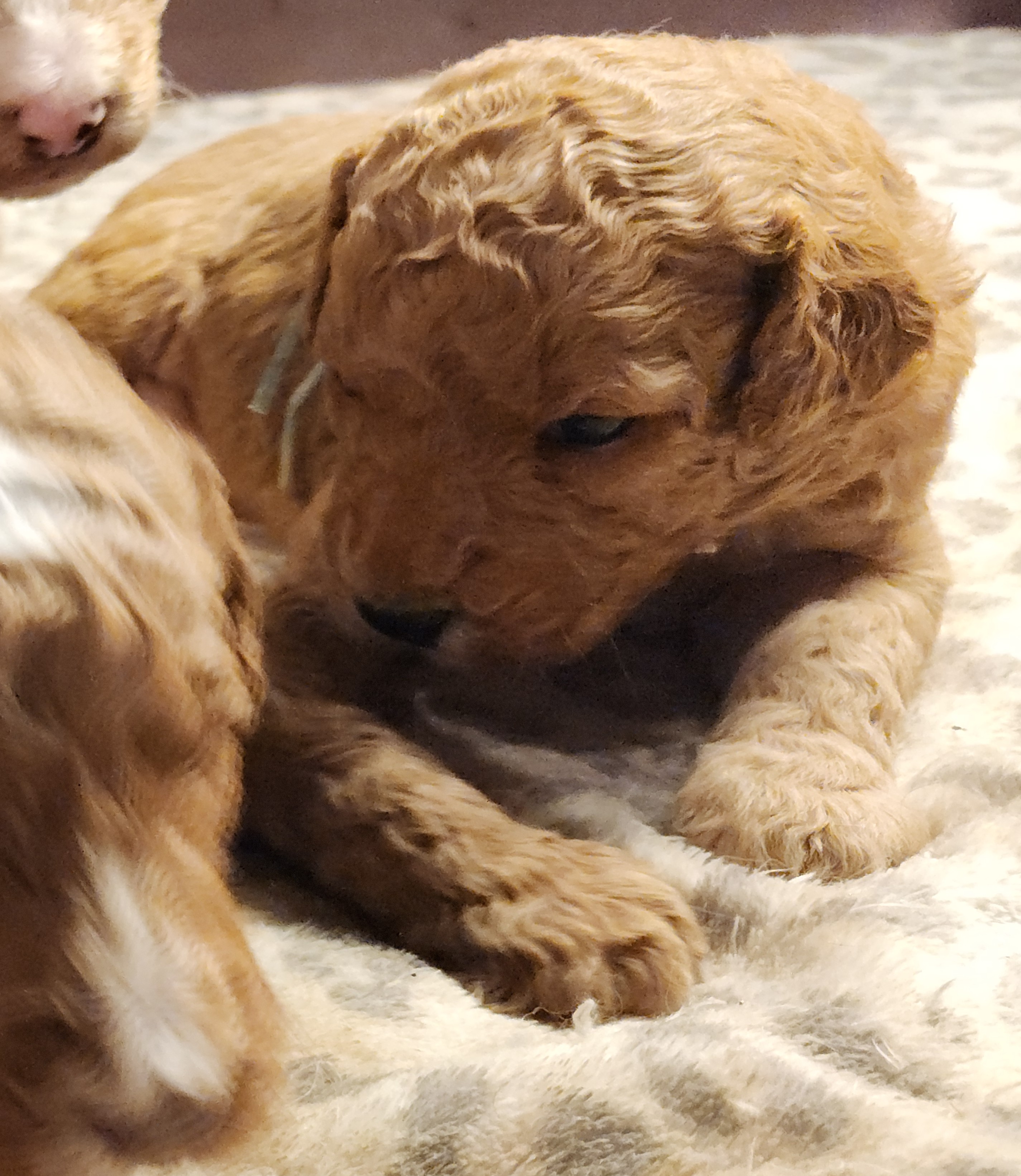 labradoodle