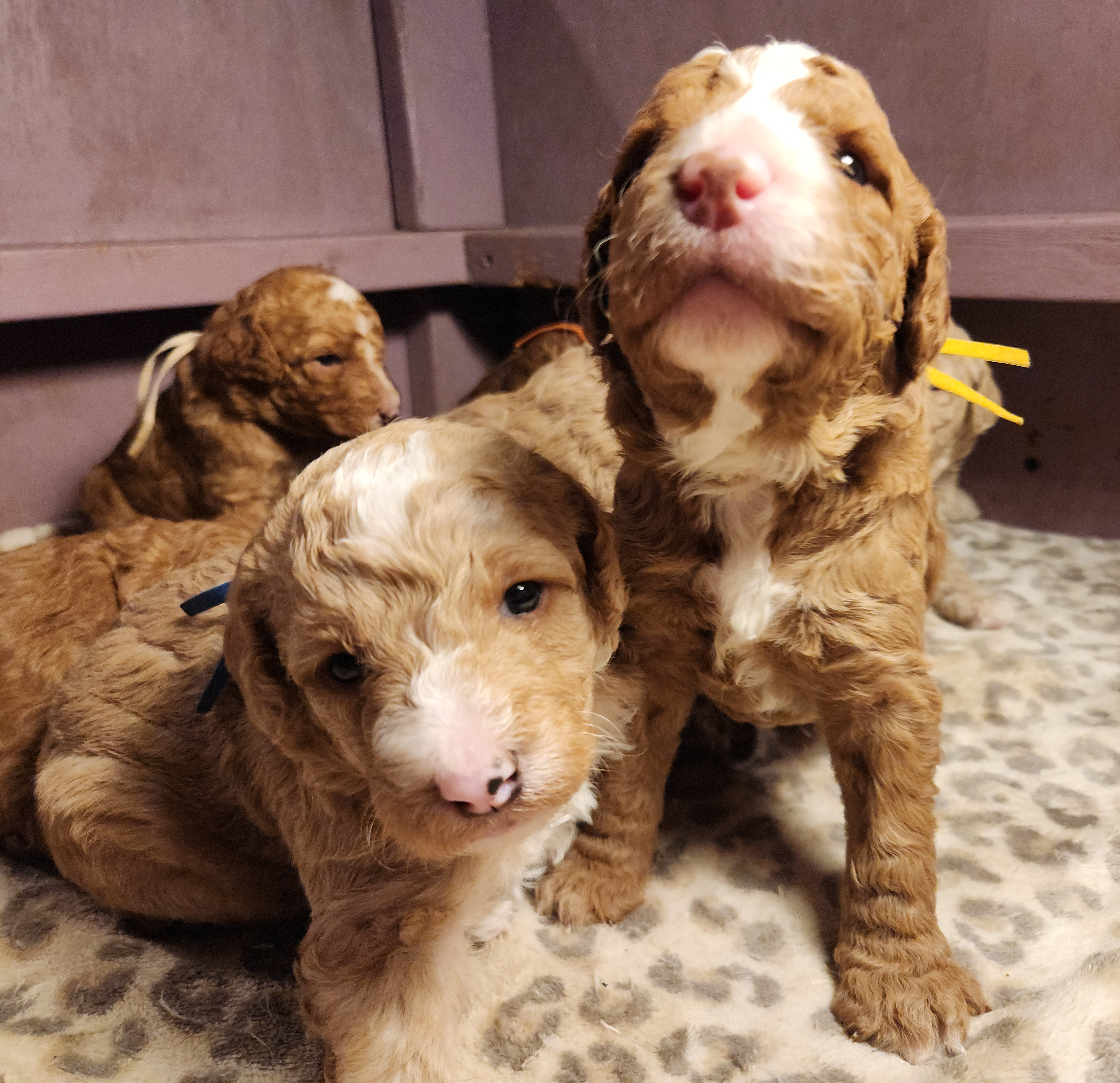 labradoodle