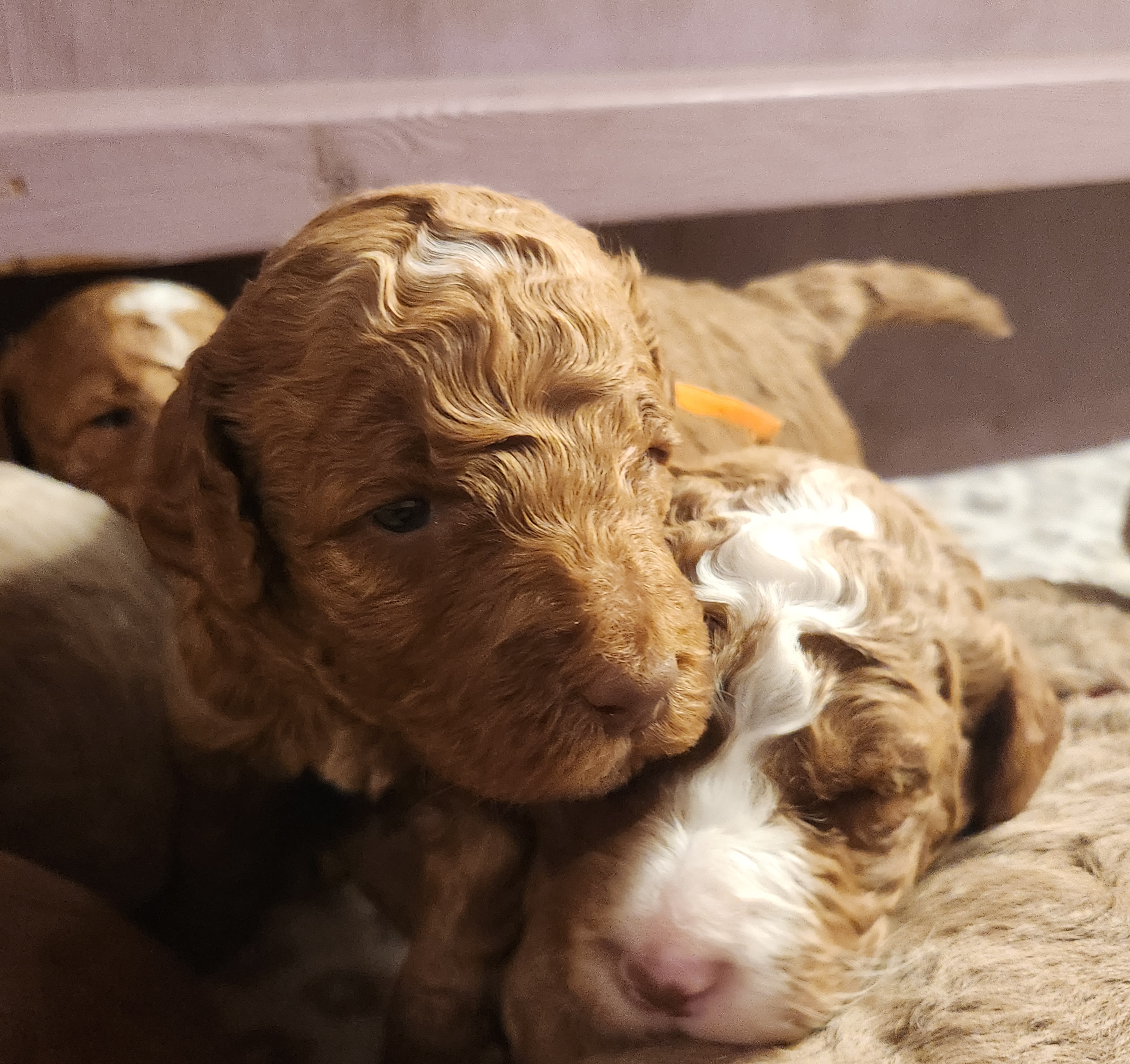 labradoodle