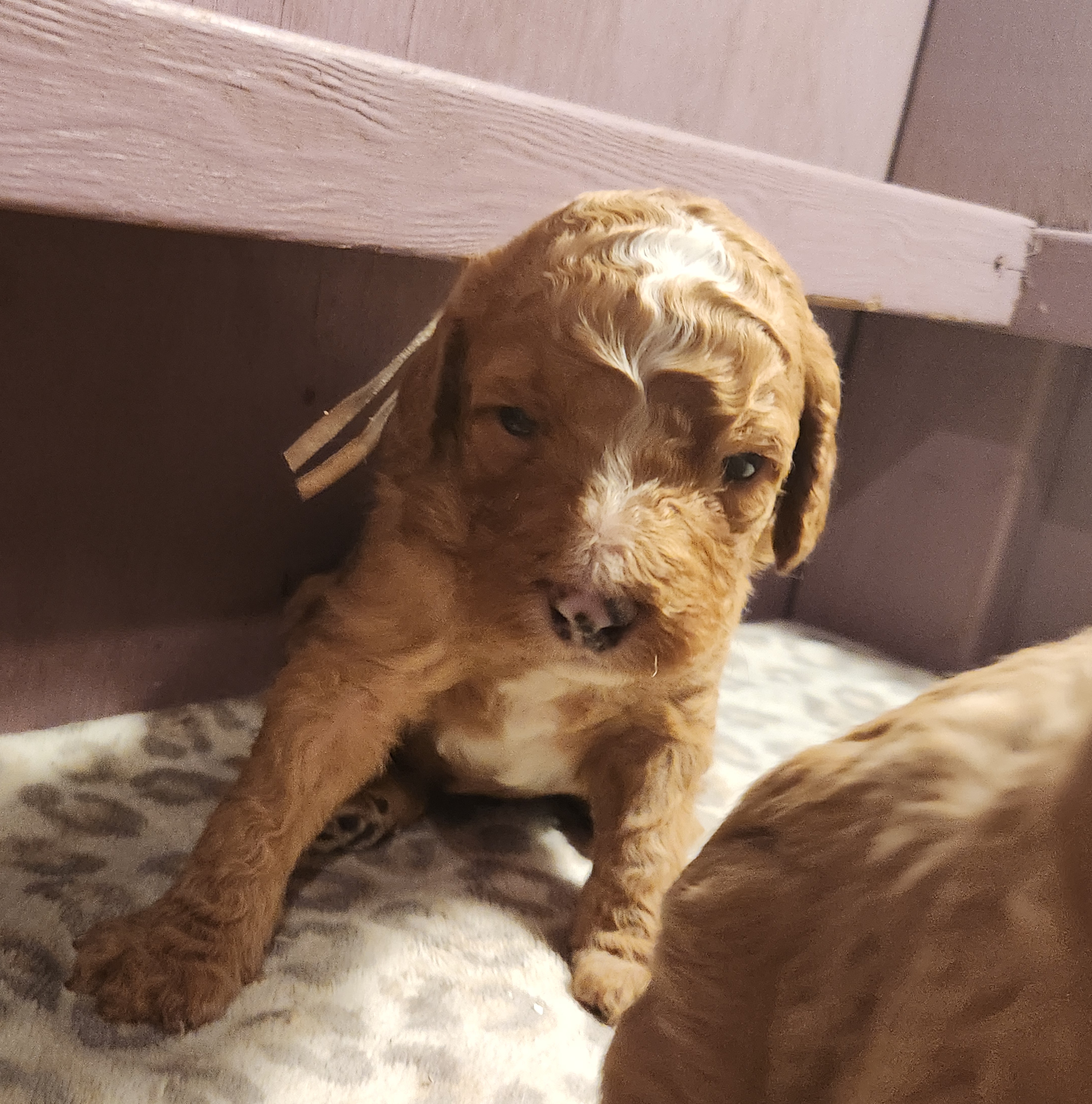 labradoodle