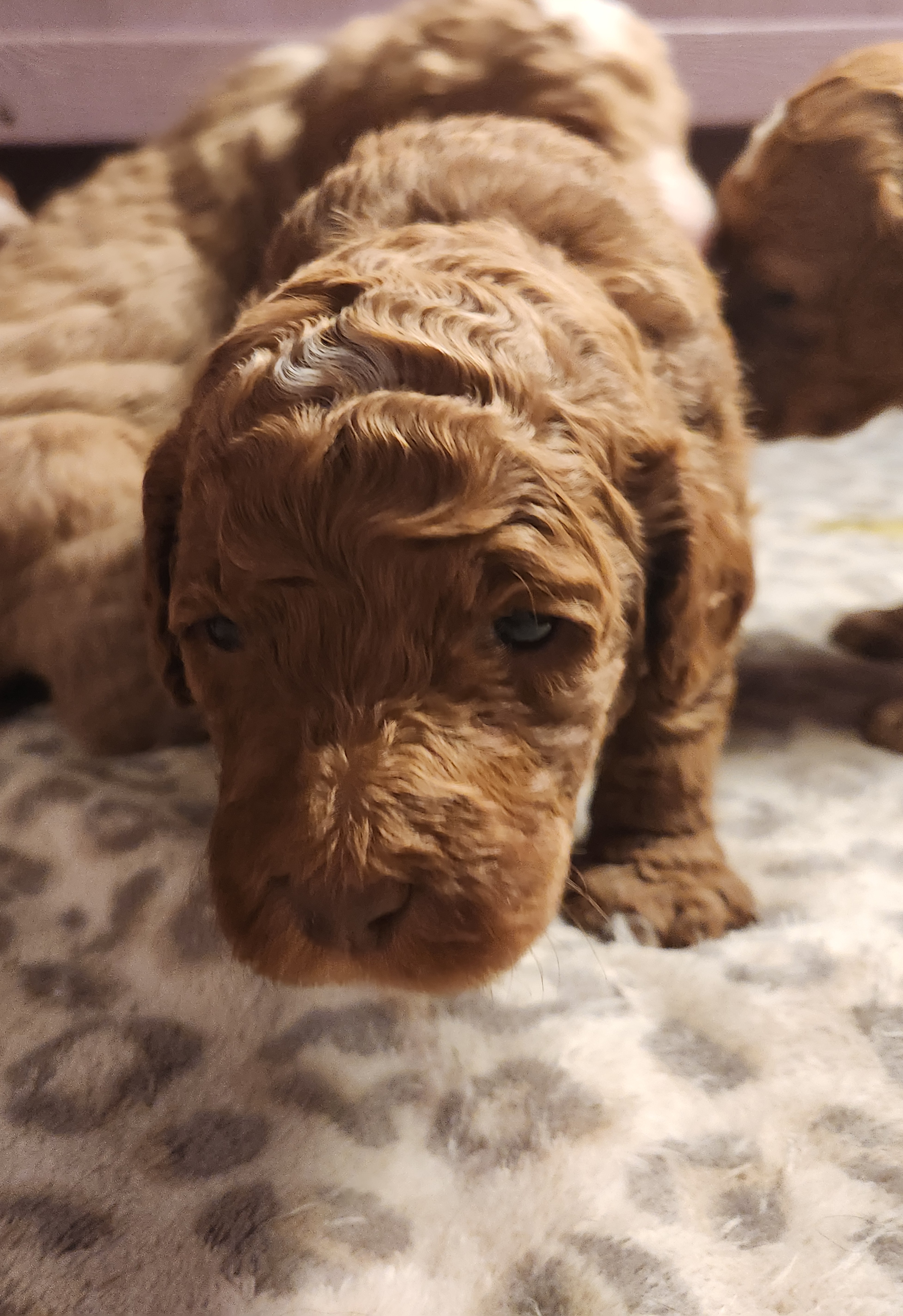 labradoodle