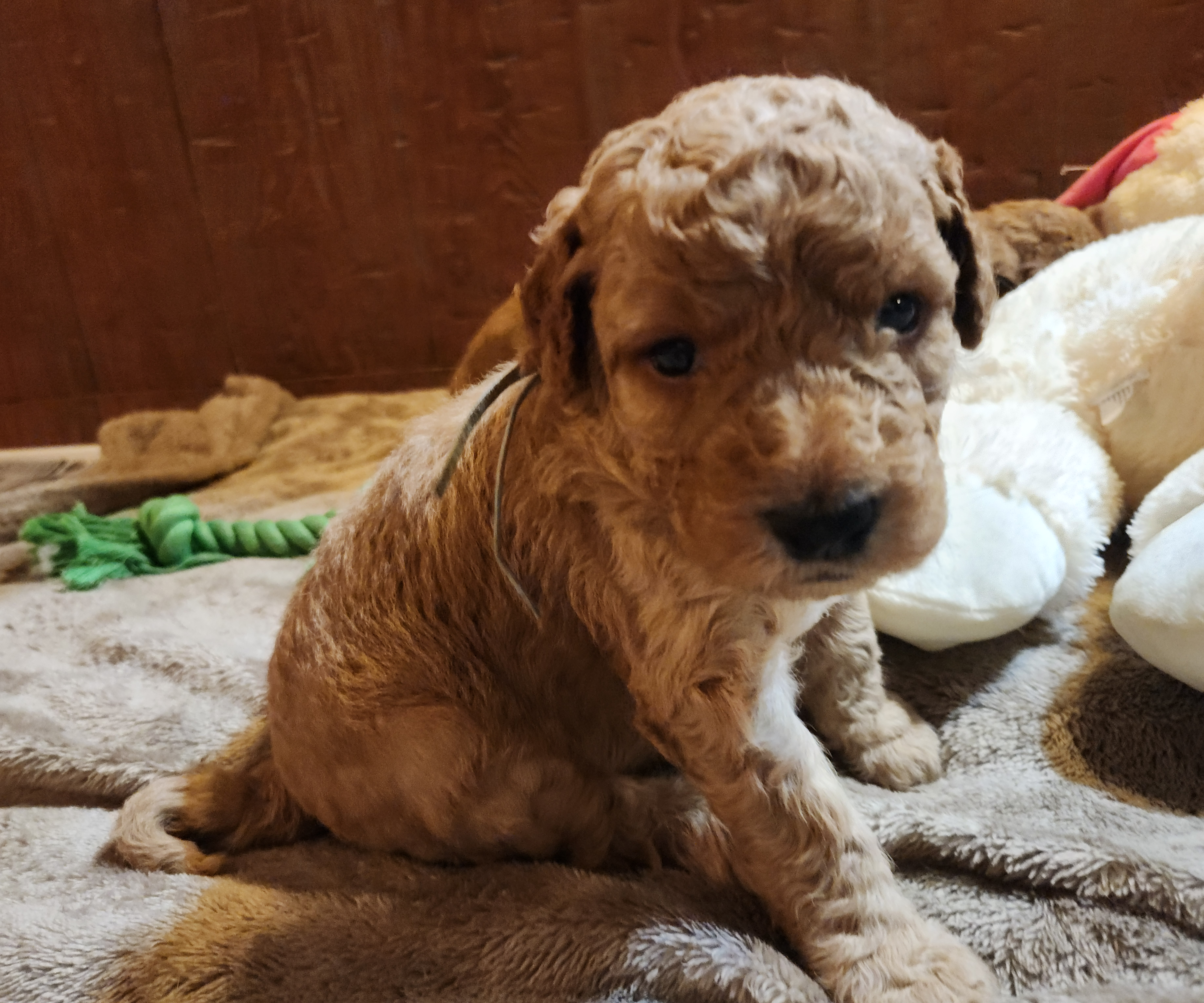 labradoodle