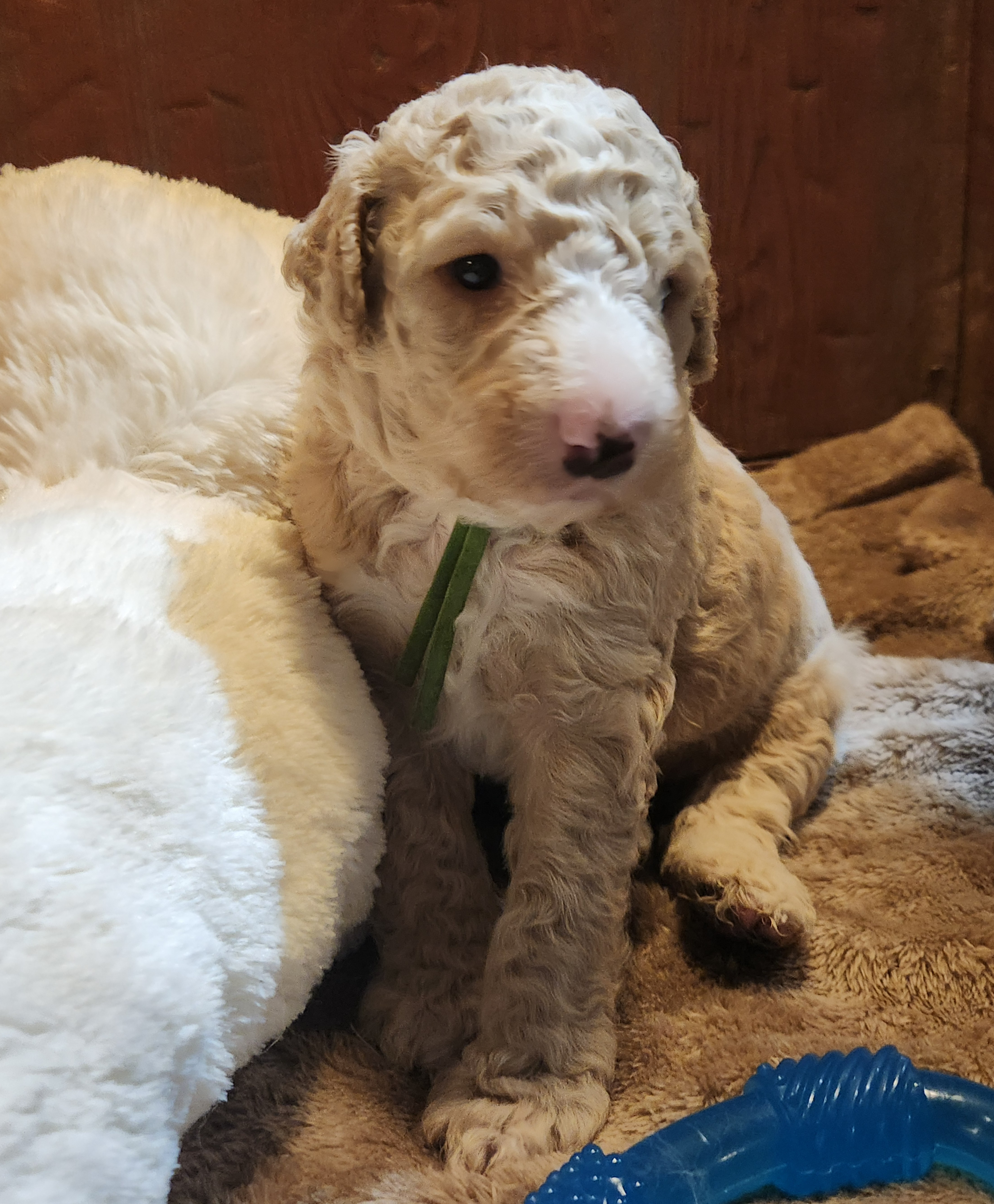 labradoodle