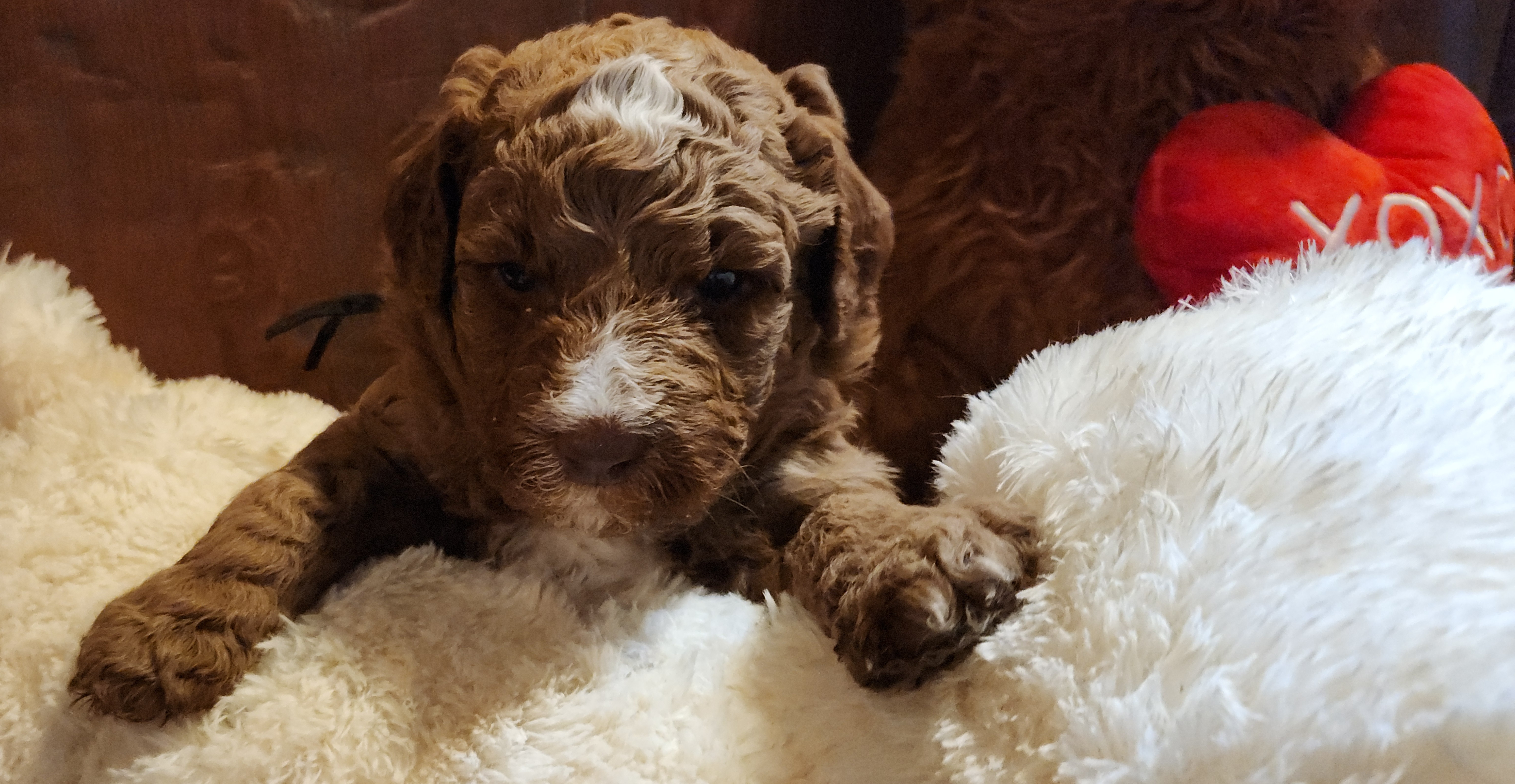 labradoodle