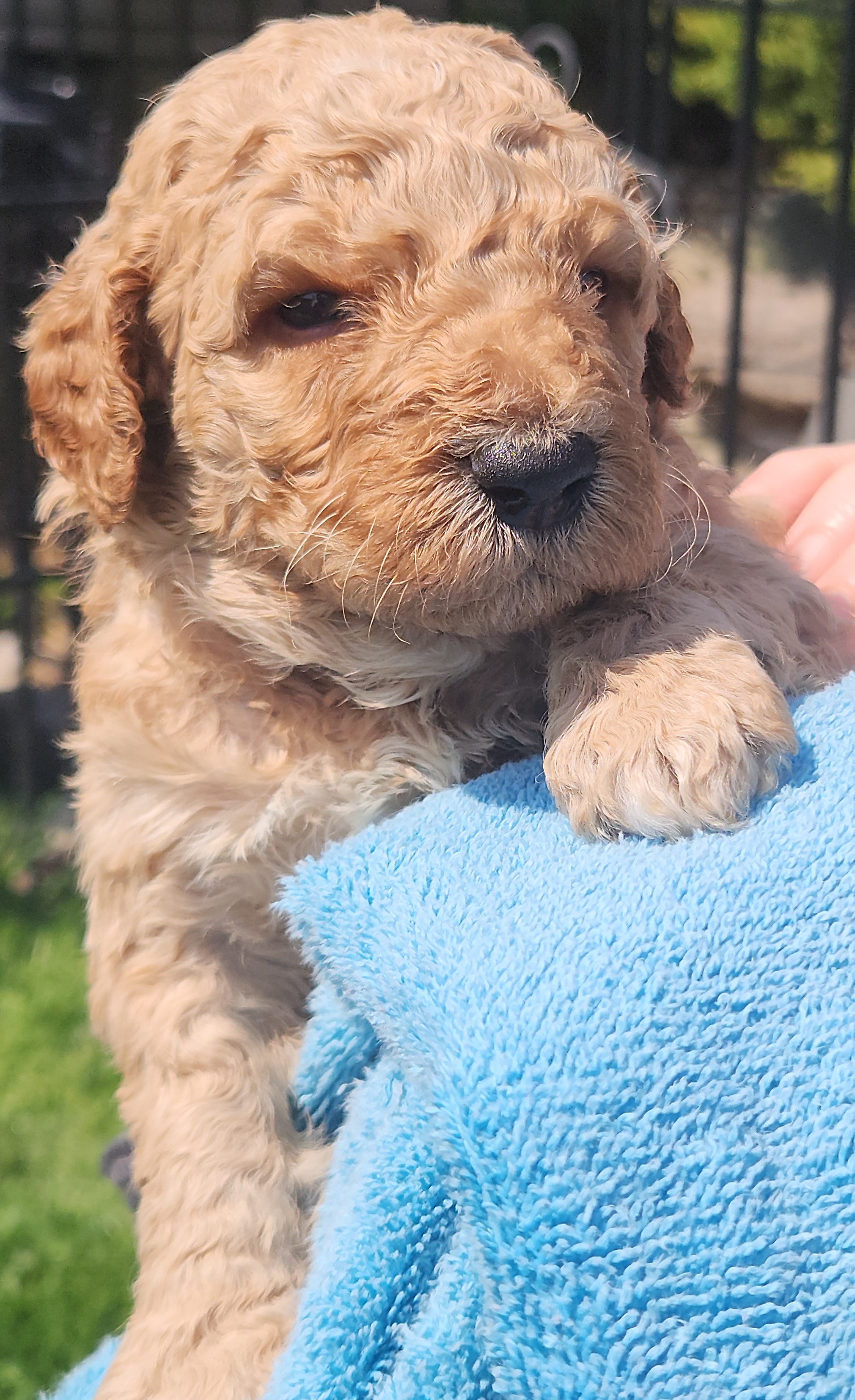 labradoodle