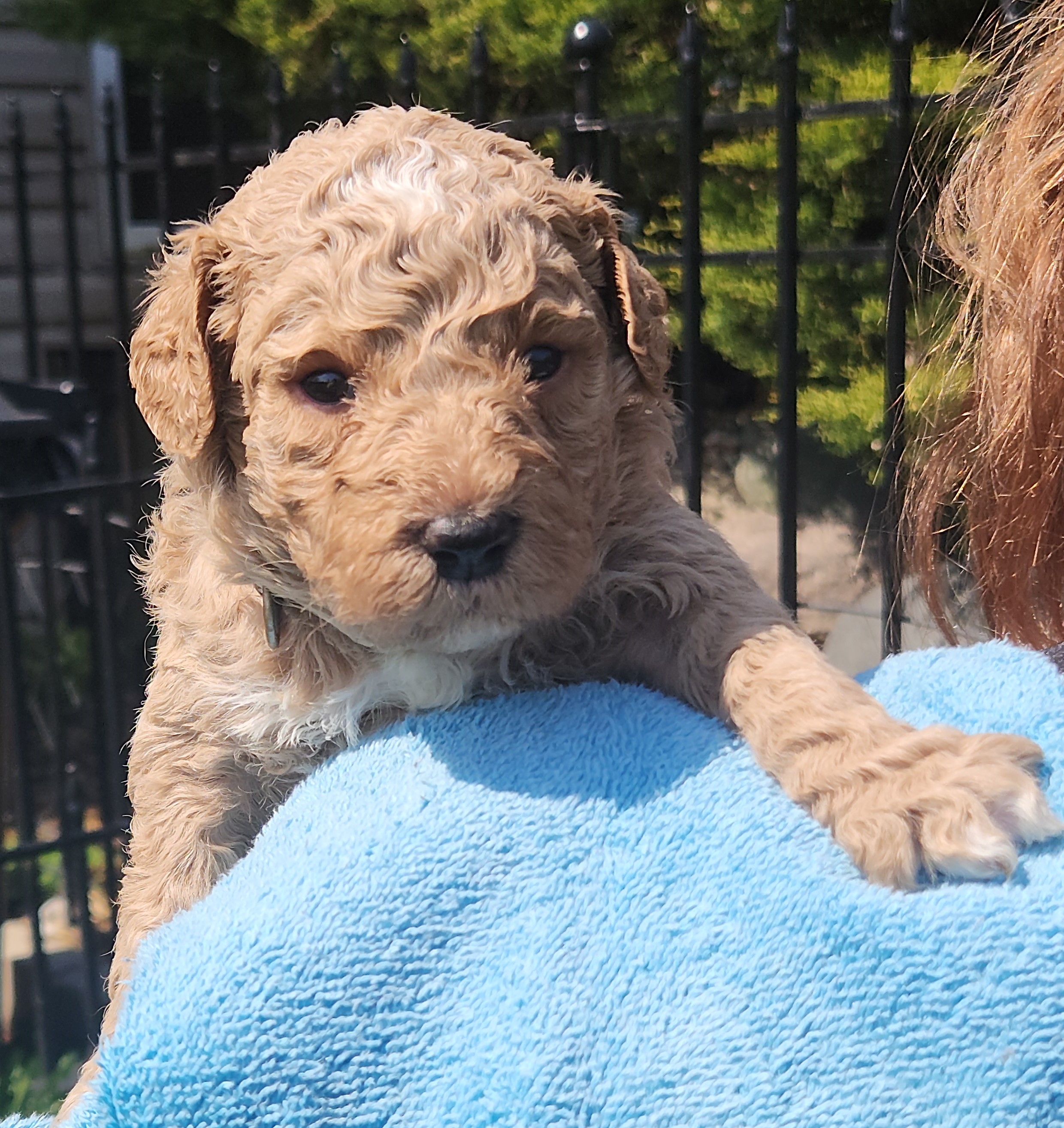 labradoodle
