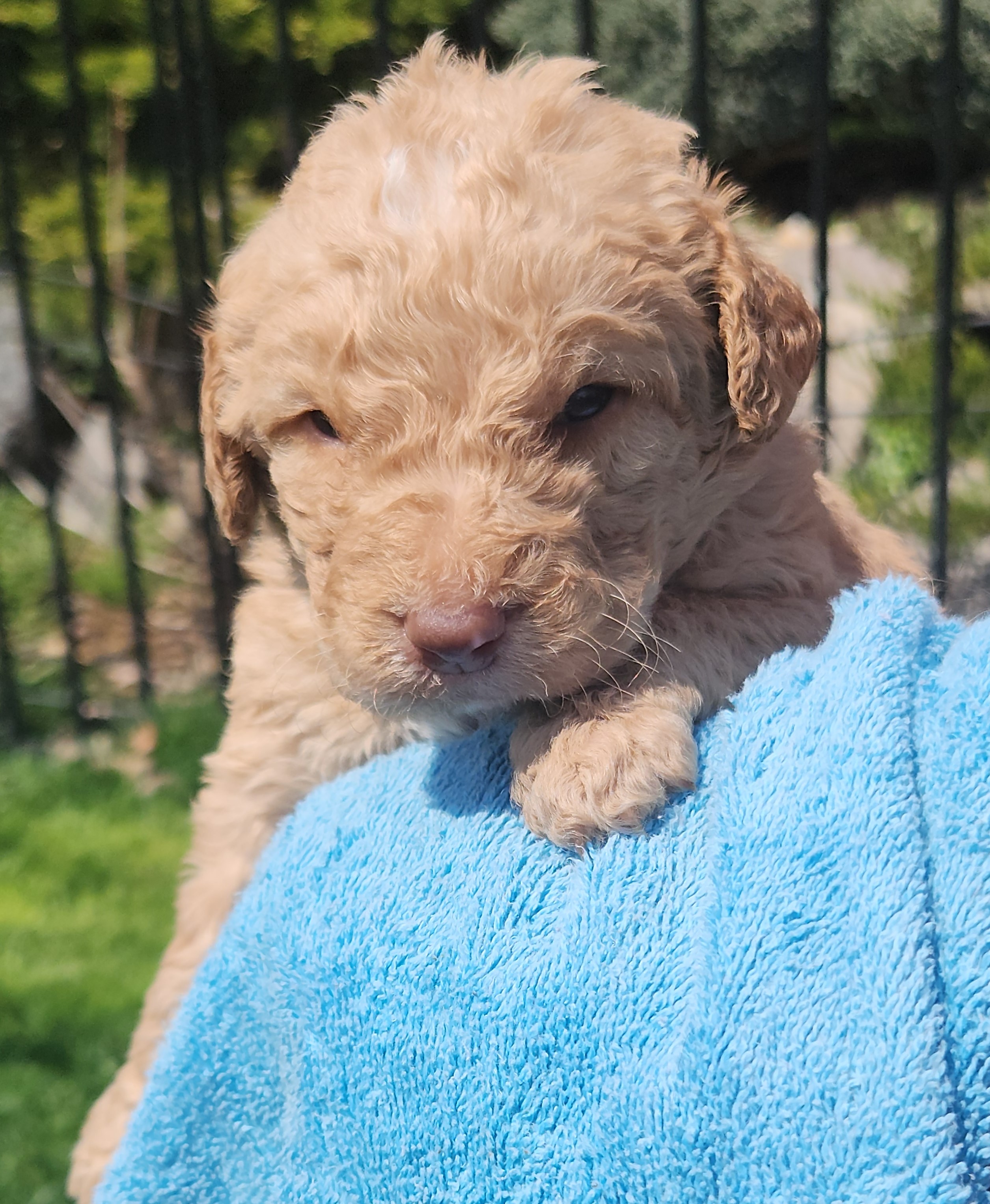 labradoodle