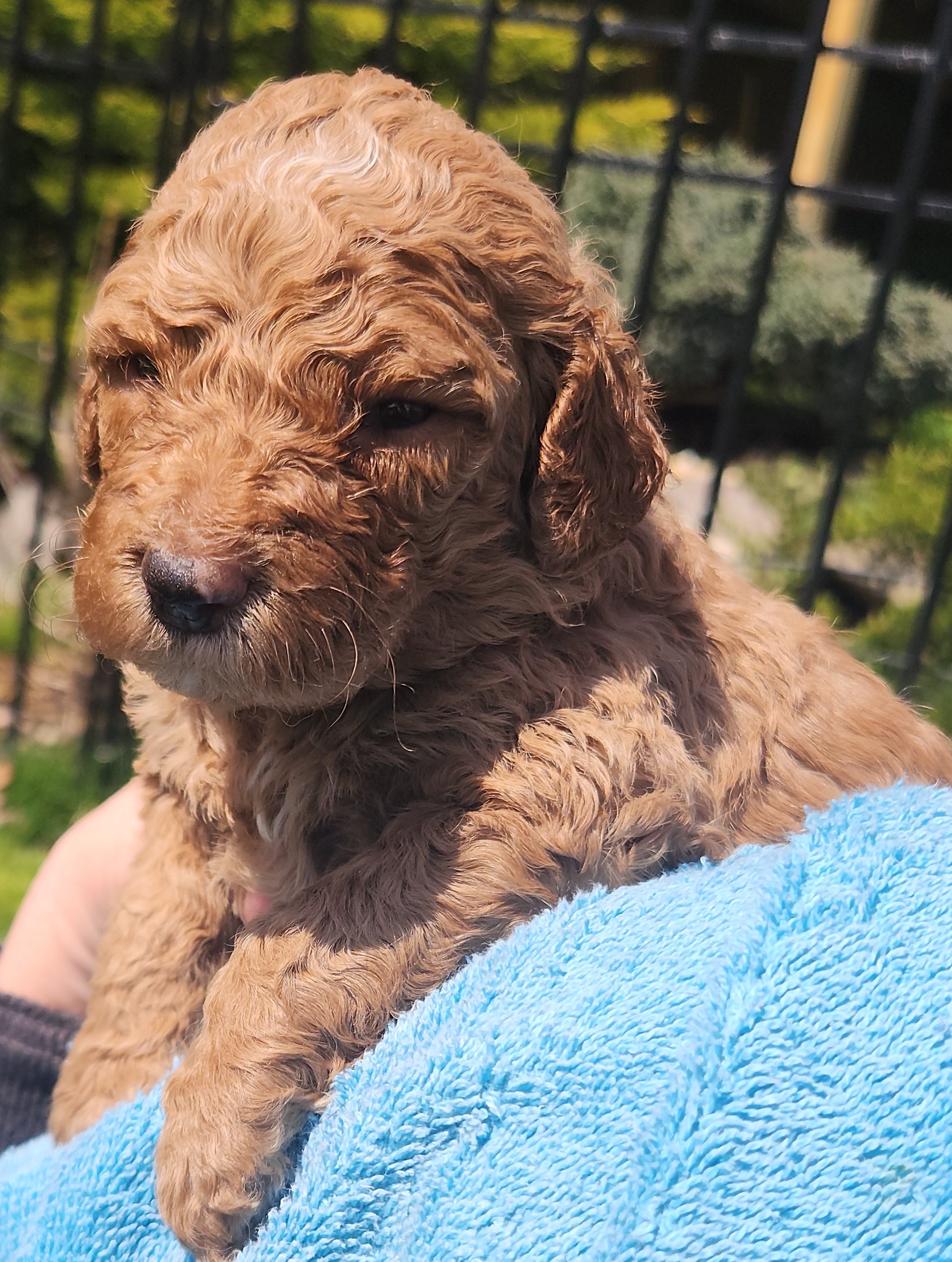 labradoodle