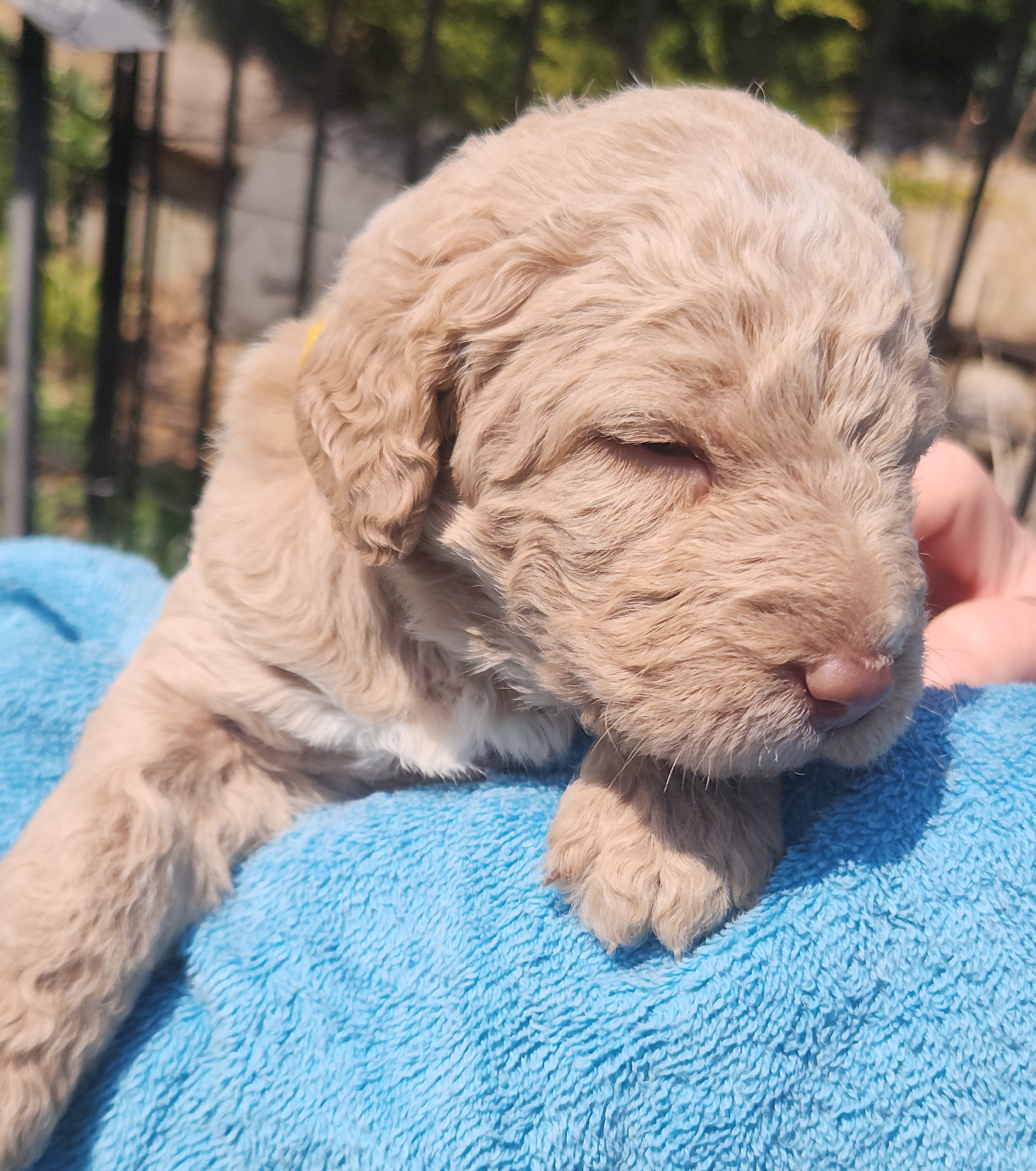 labradoodle