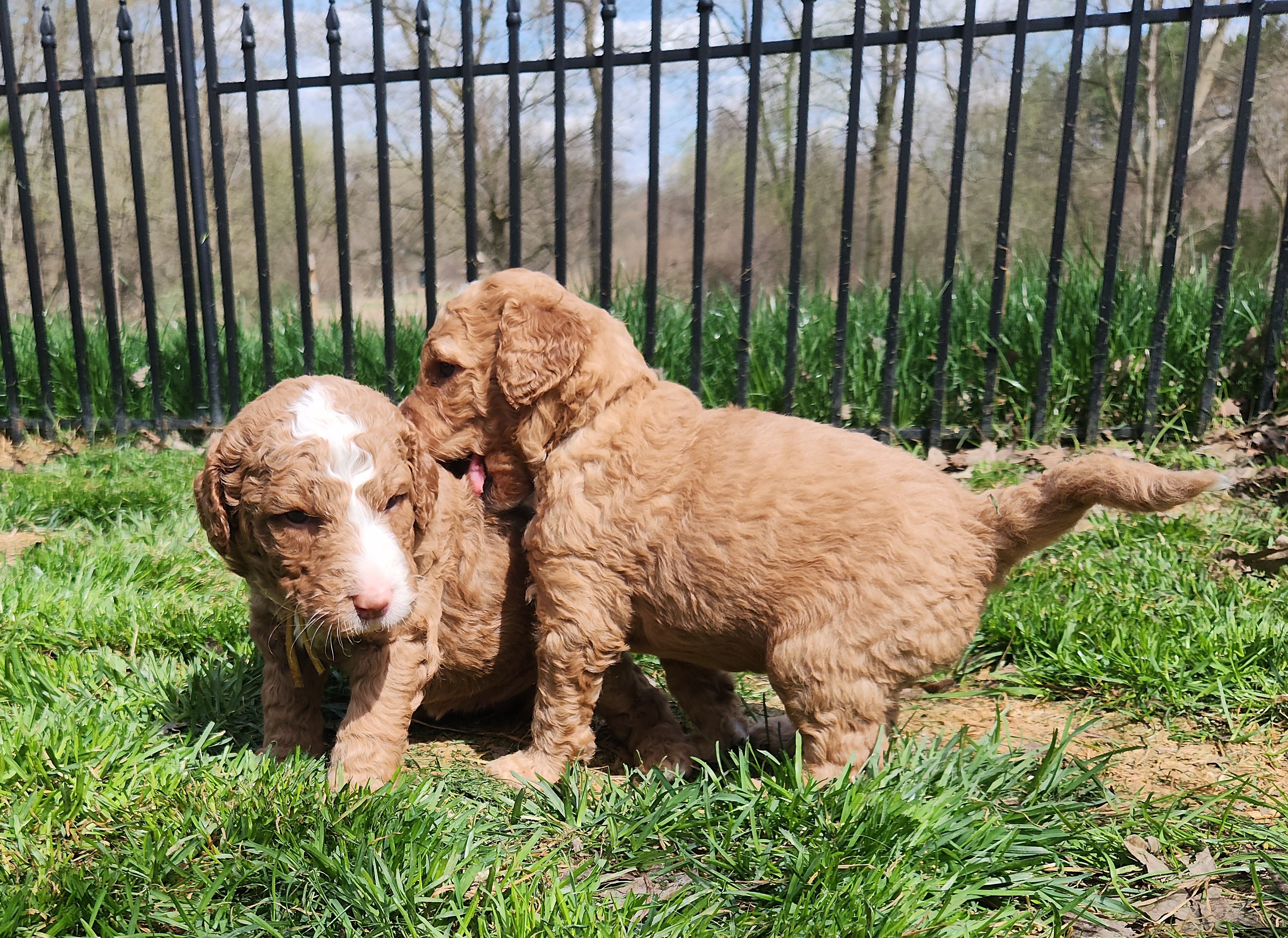 labradoodle