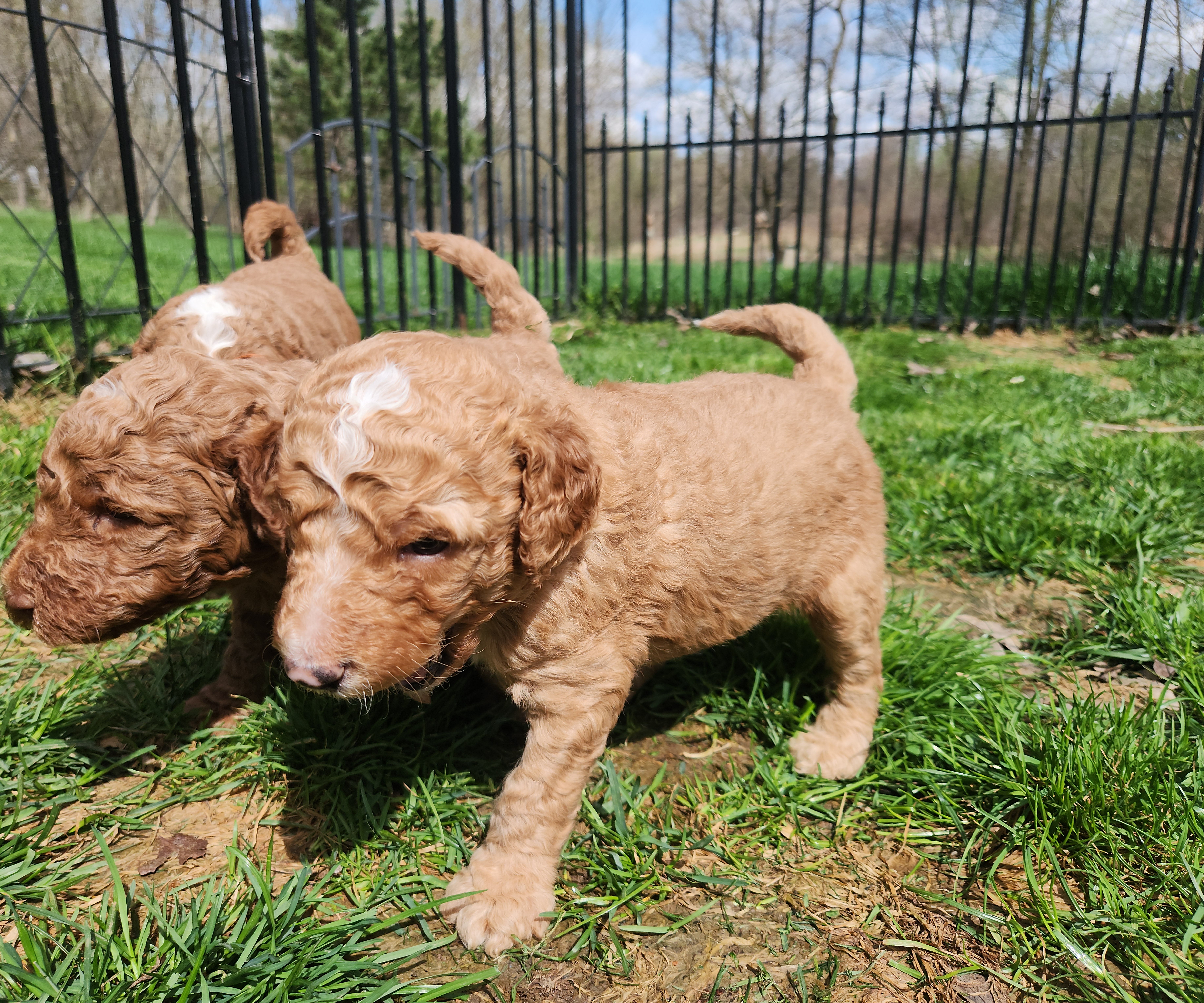 labradoodle