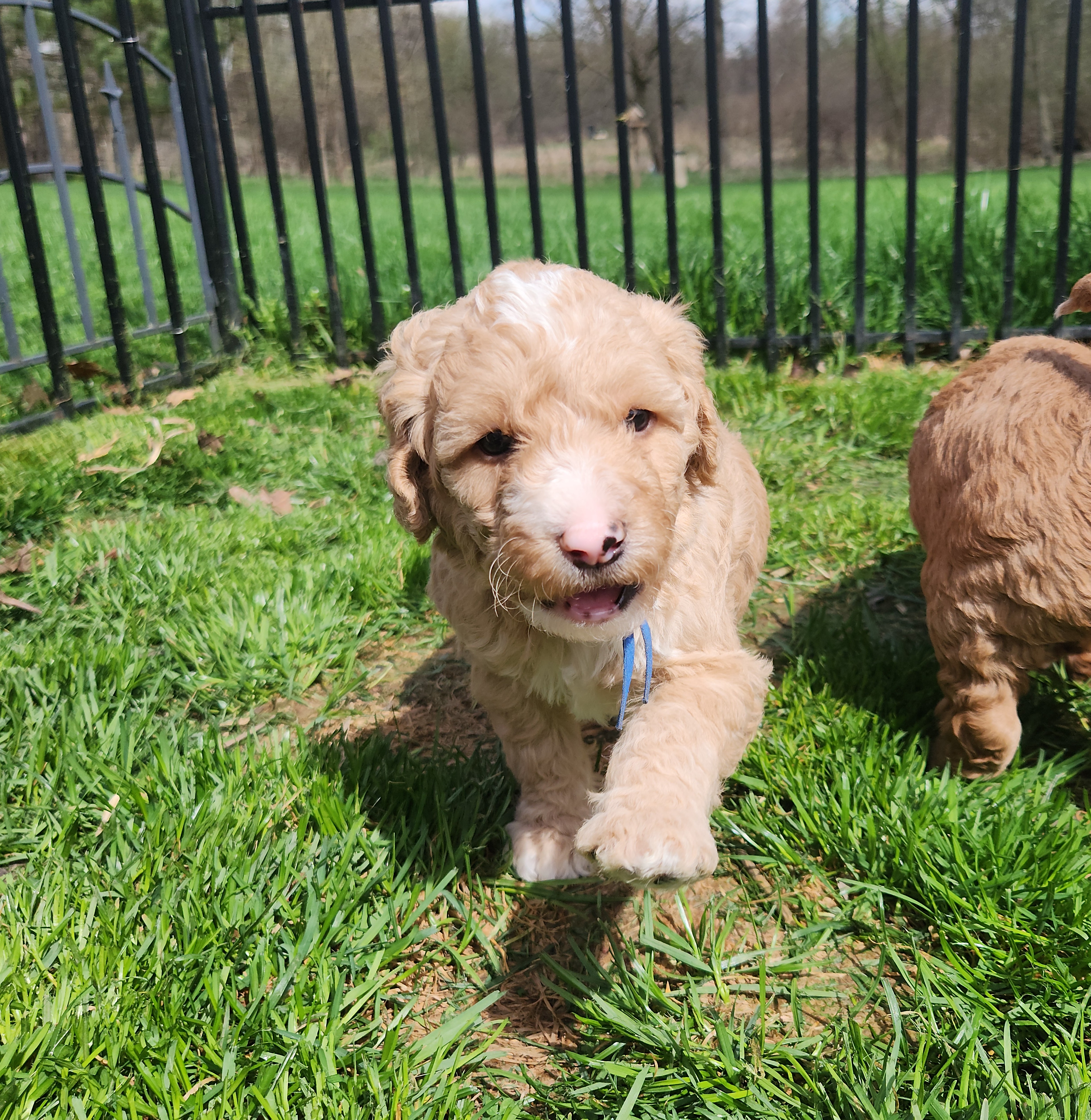 labradoodle