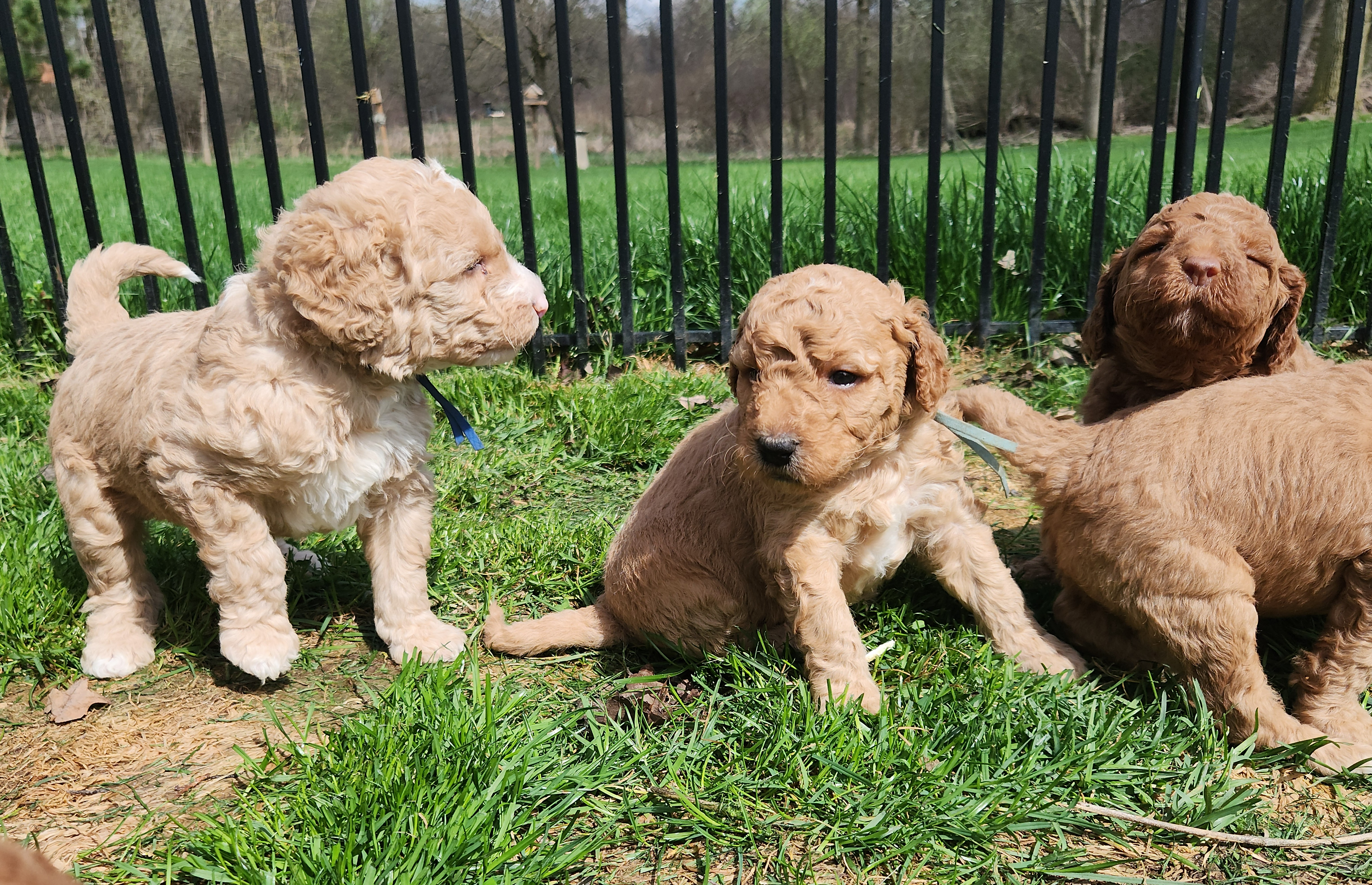 labradoodle