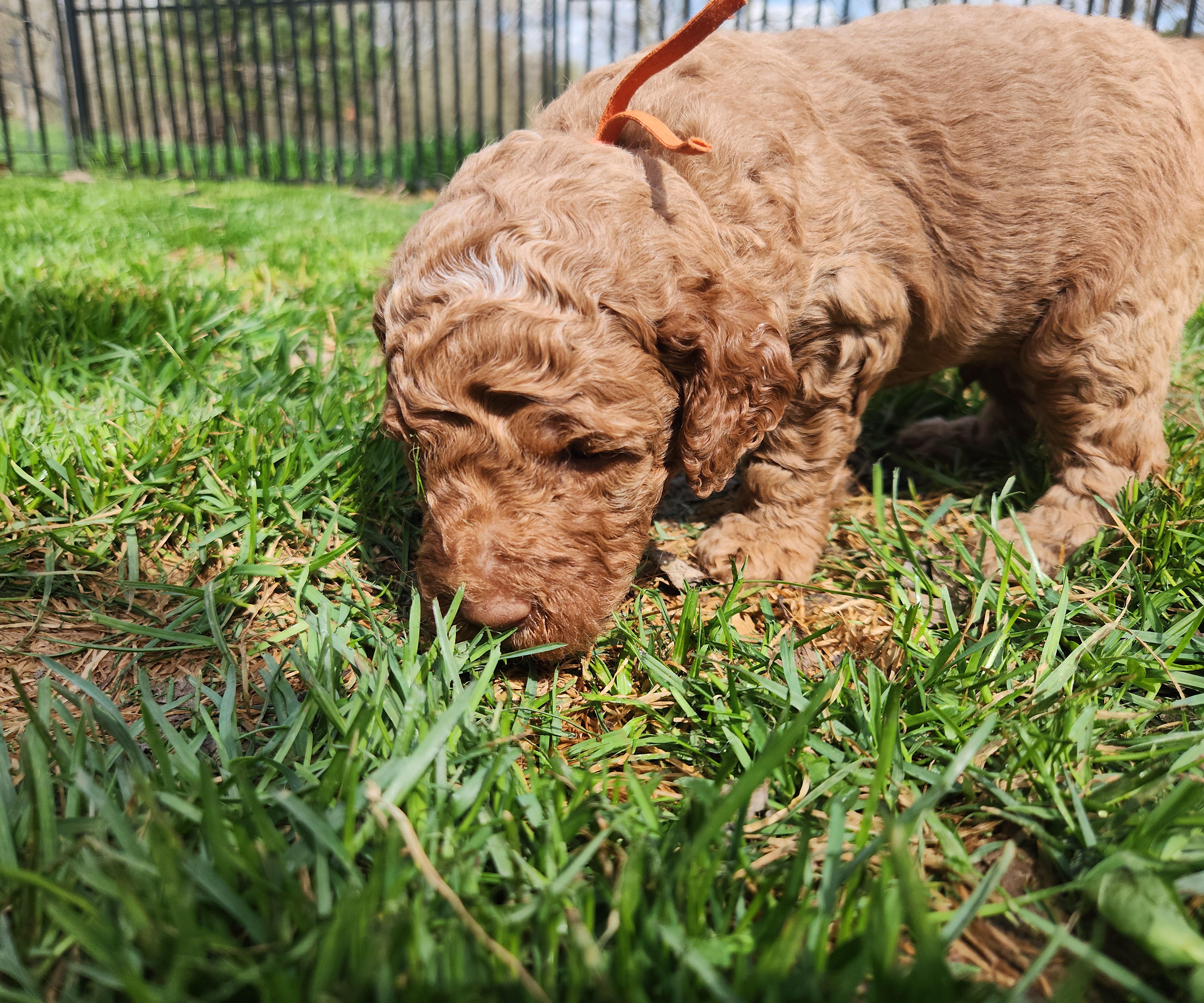 labradoodle