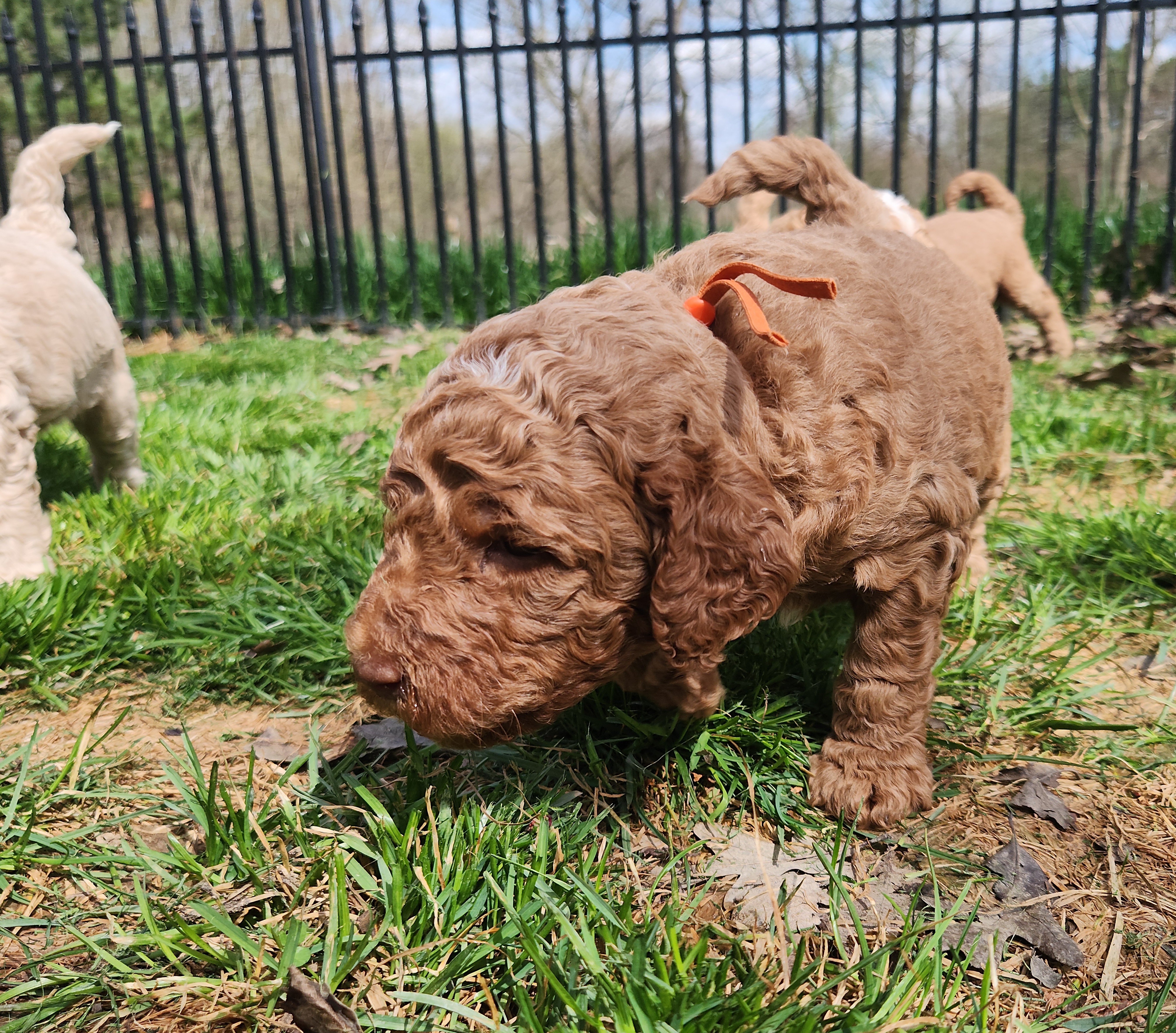 labradoodle