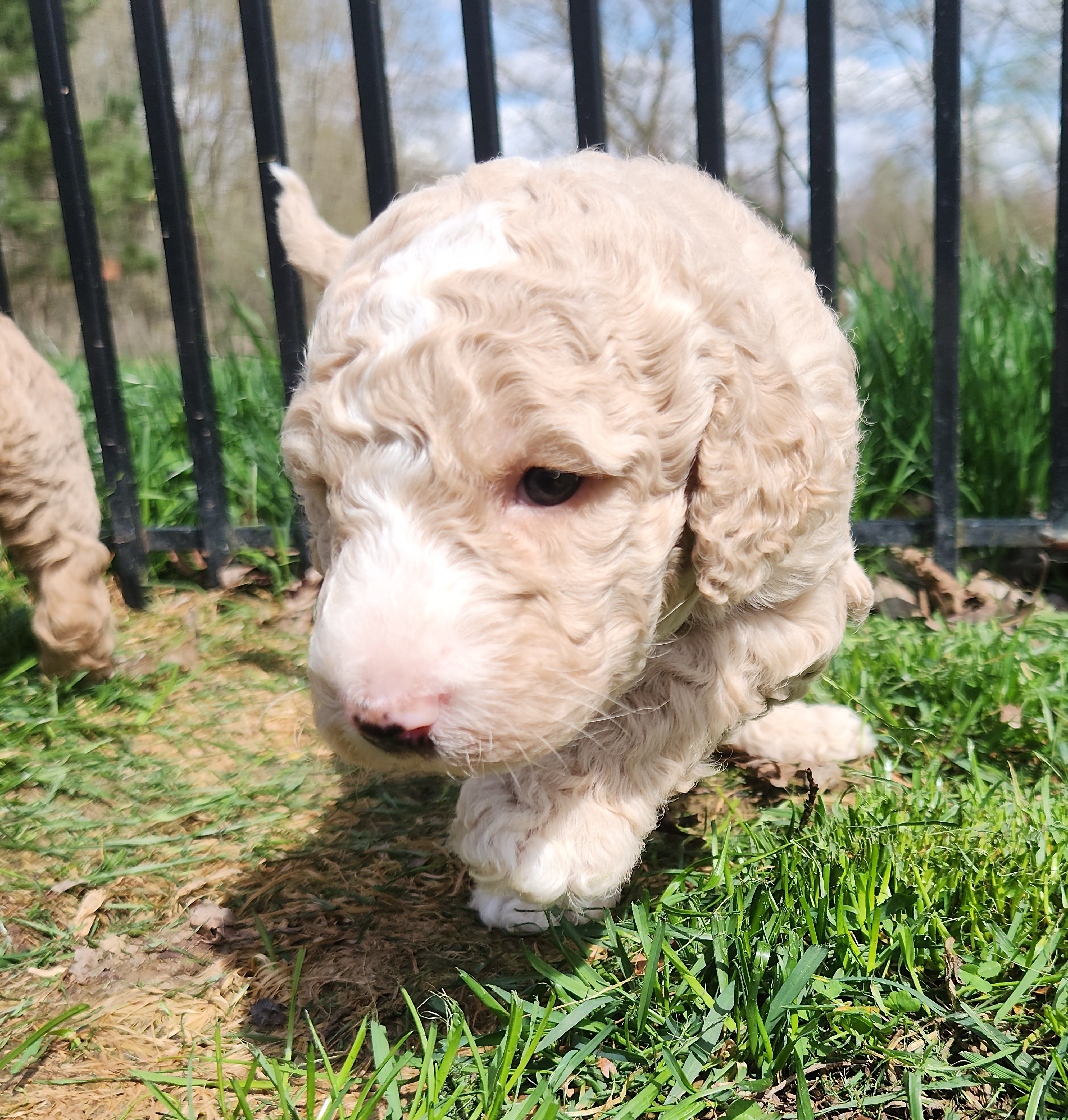 labradoodle