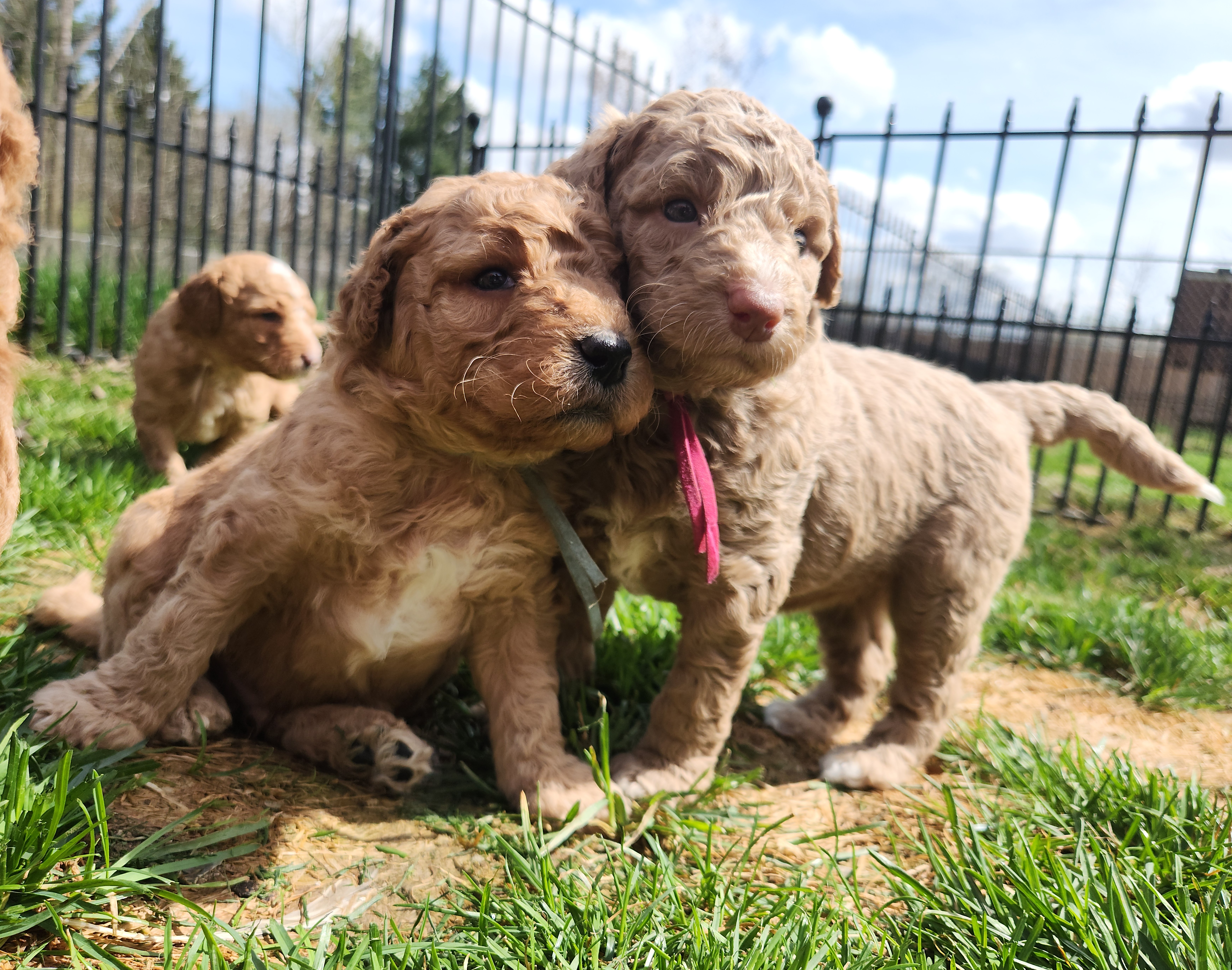 labradoodle
