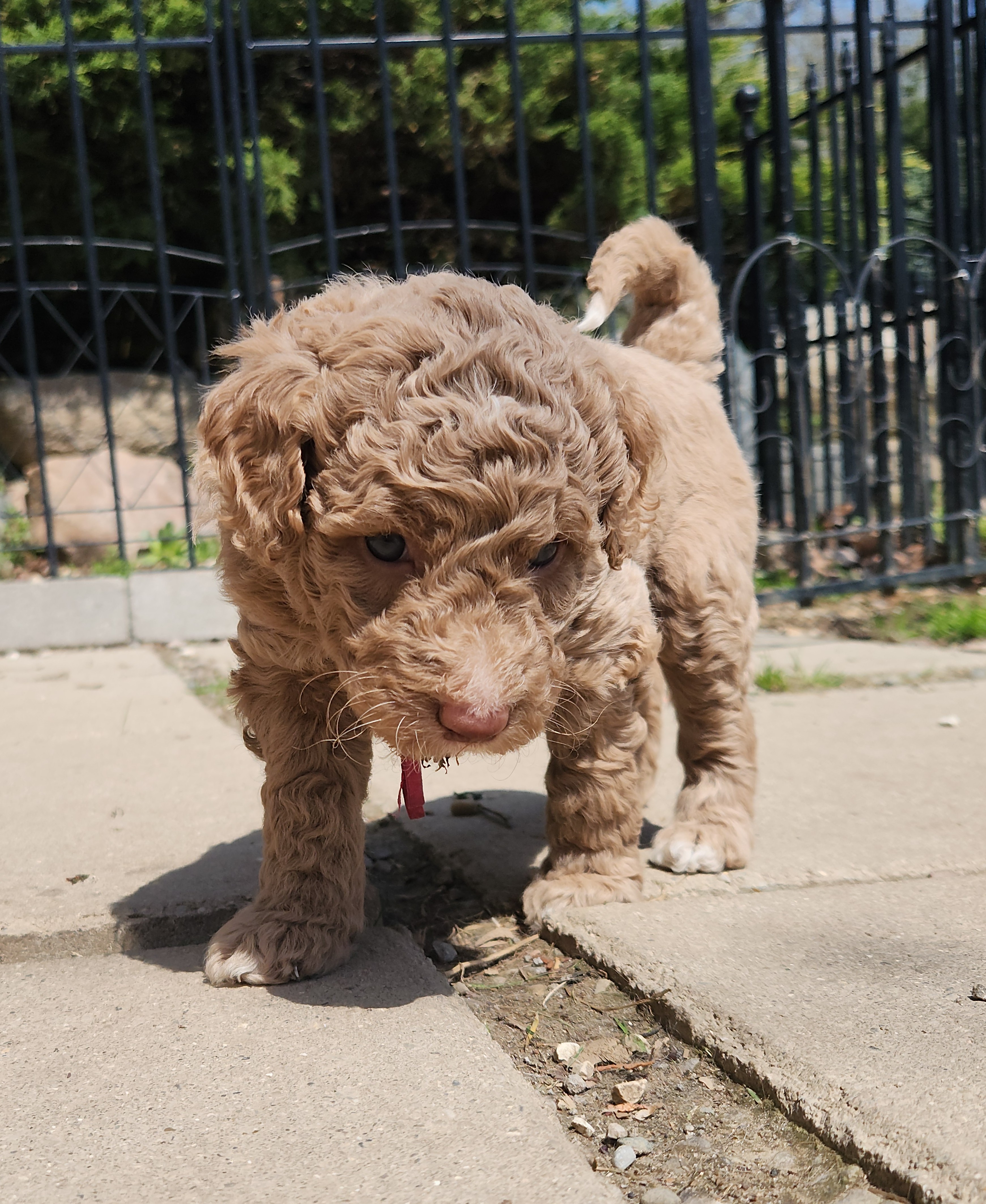 labradoodle