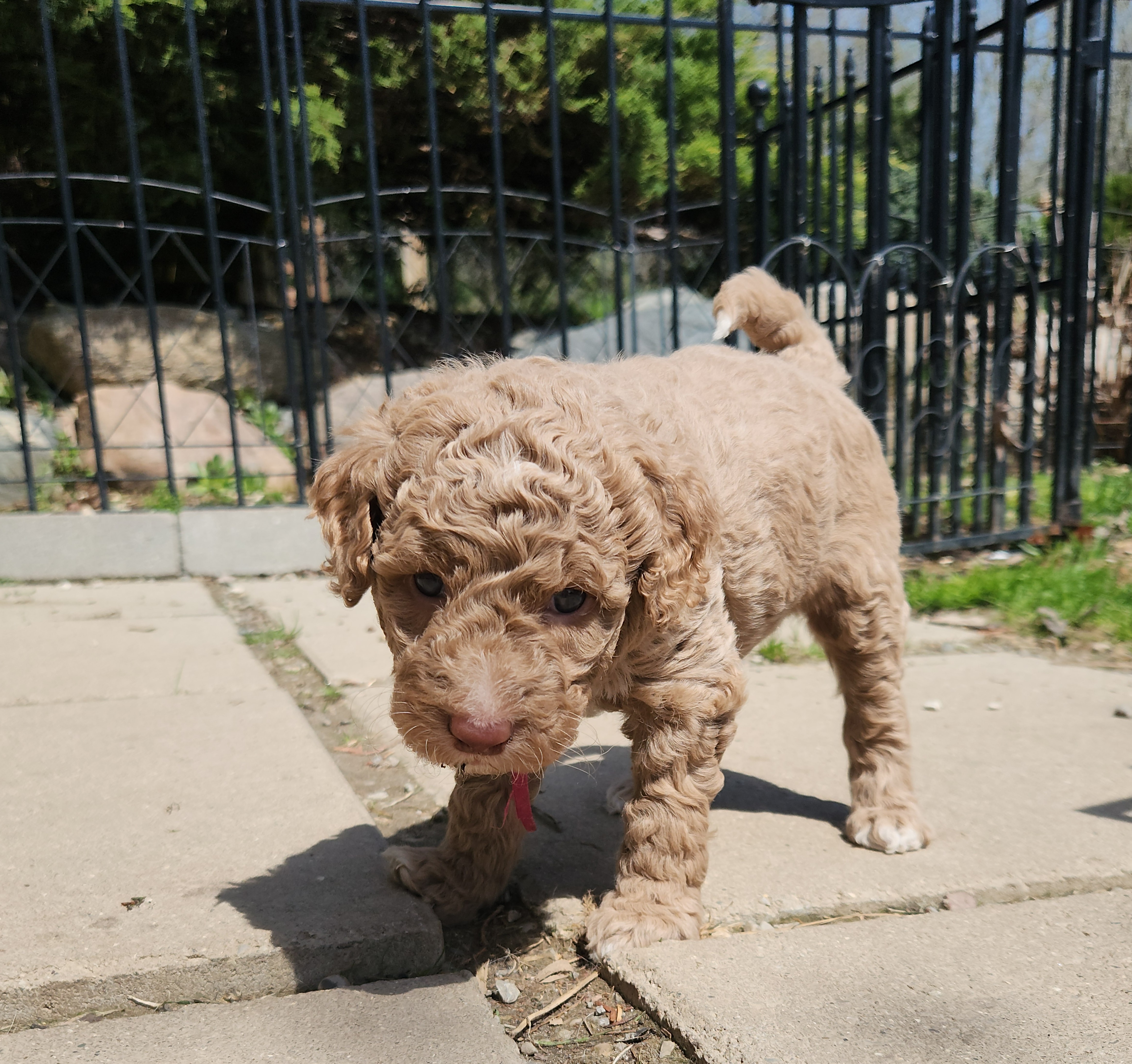 labradoodle