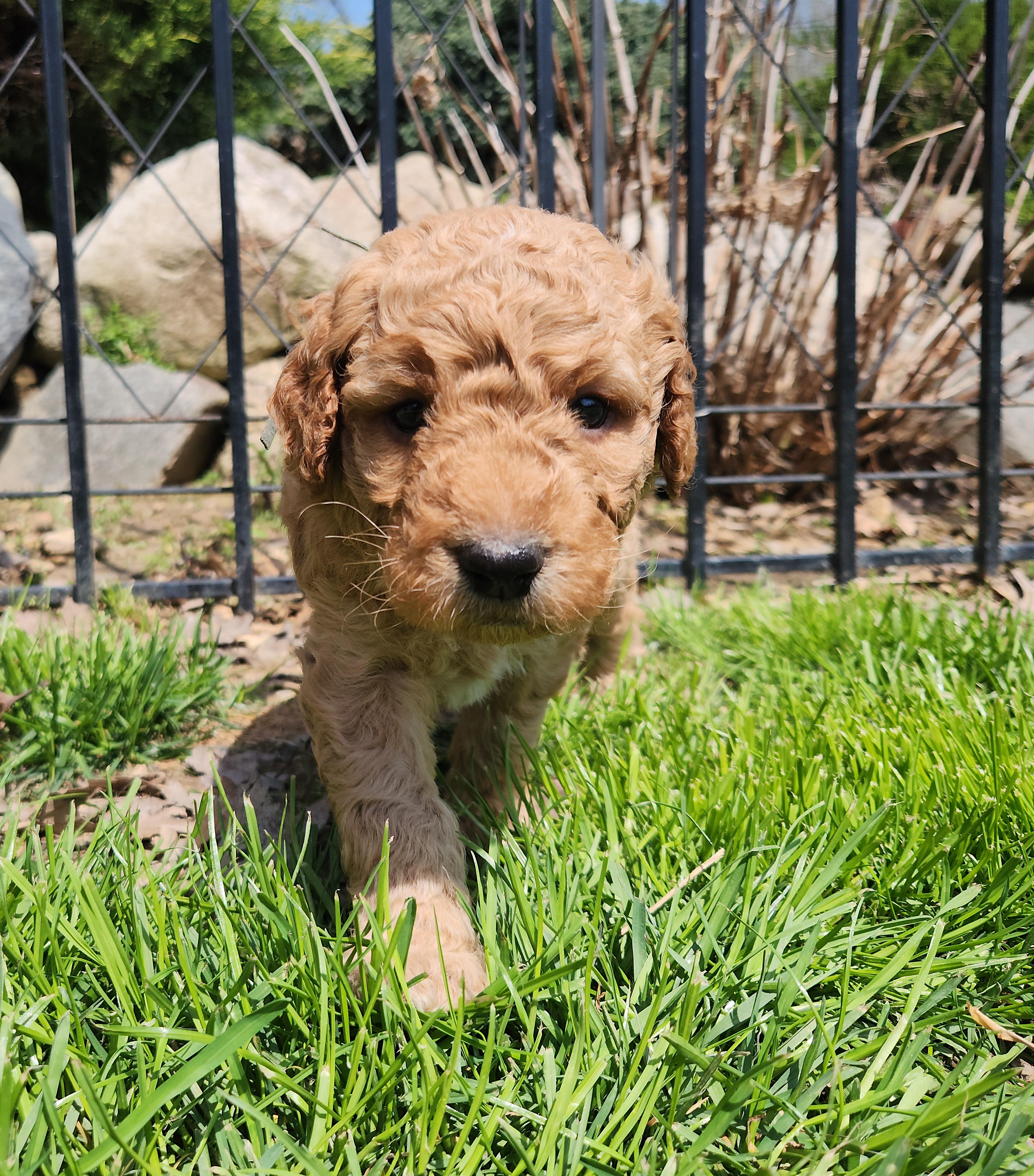 labradoodle