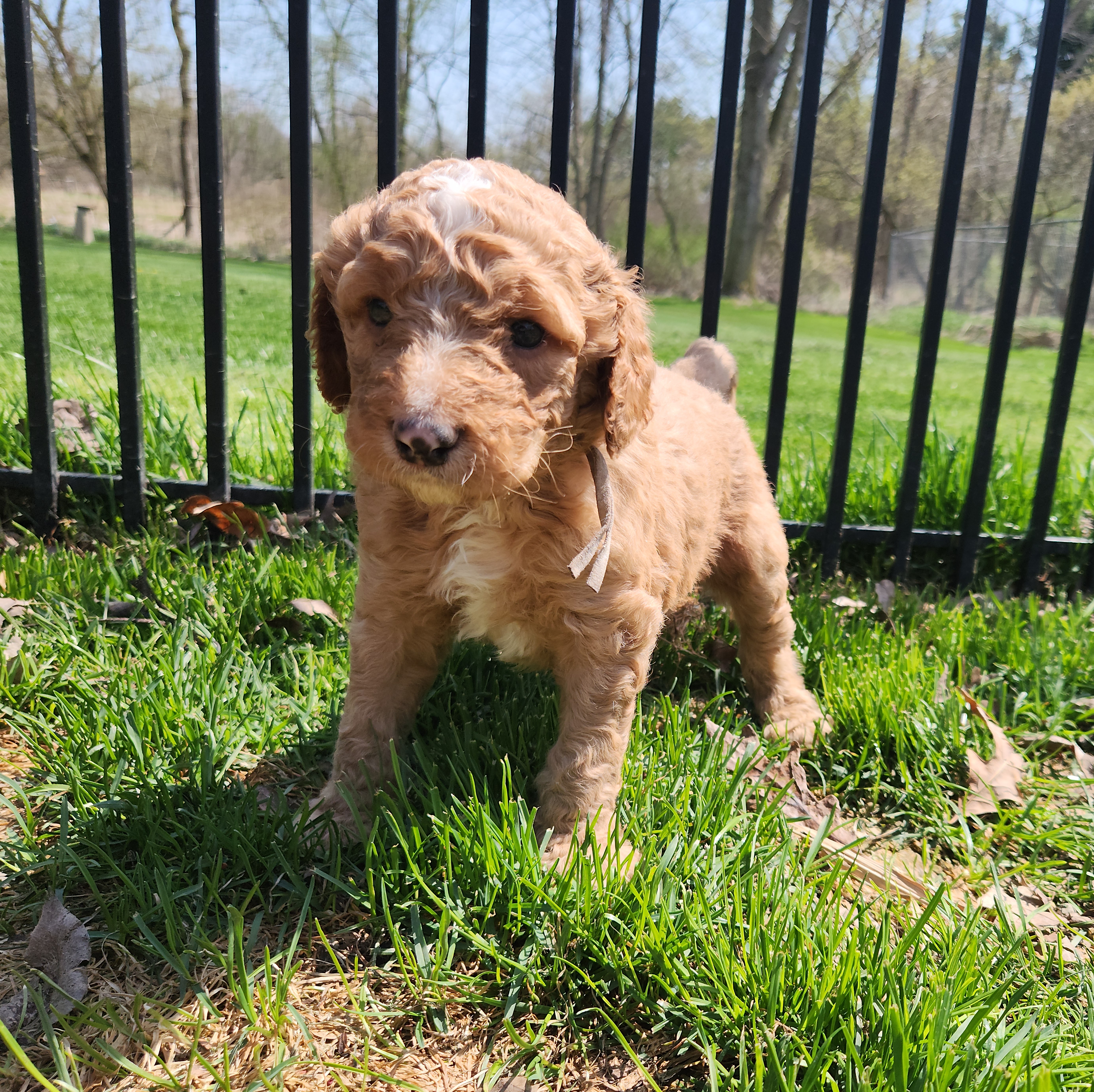 labradoodle