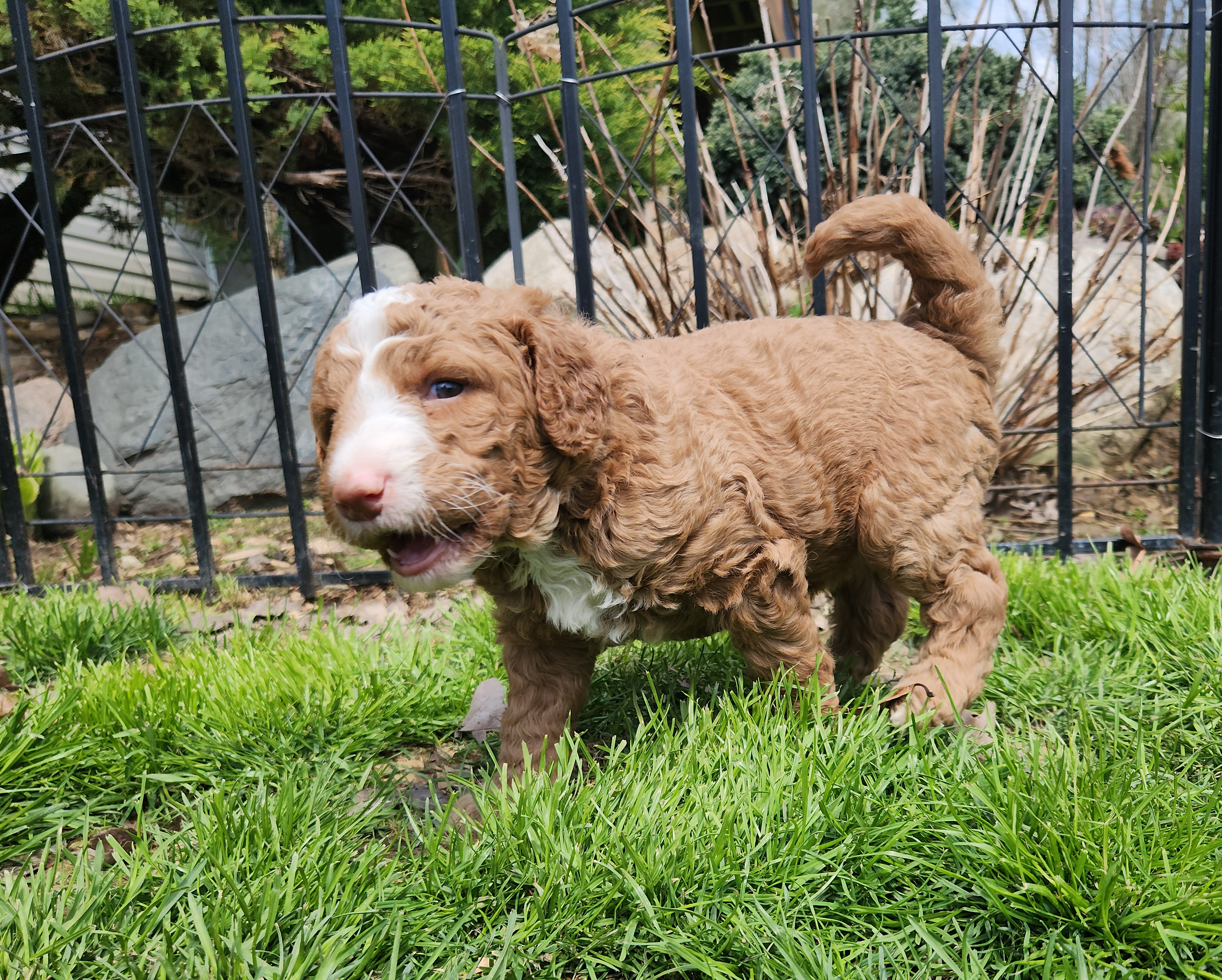 labradoodle